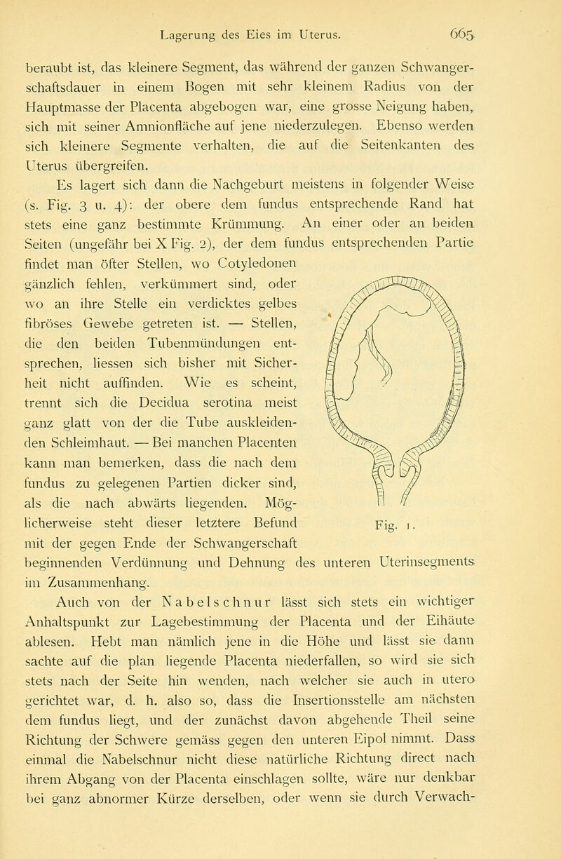 beraubt ist, das kleinere Segment, das während der ganzen Schwanger- schaftsdauer in einem Bogen mit sehr kleinem Radius von der Hauptmasse der Placenta abgebogen war, eine grosse Neigung haben, sich mit seiner Amnionfiäche auf jene niederzulegen. Ebenso werden sich kleinere Segmente verhalten, die auf die Seitenkanten des Uterus übergreifen. Es lagert sich dann die Nachgeburt meistens in folgender Weise (s. Fig. 3 u. 4): der obere dem fundus entsprechende Rand hat stets eine ganz bestimmte Krümmung. An einer oder an beiden Seiten (ungefähr bei X Fig. 2), der dem fundus entsprechenden Partie findet man öfter Stellen, wo Cotyledonen gänzlich fehlen, verkümmert sind, oder wo an ihre Stelle ein verdicktes gelbes fibröses Gewebe getreten ist. — Stellen, die den beiden Tubenmündungen ent- sprechen, Hessen sich bisher mit Sicher- heit nicht auffinden. Wie es scheint, trennt sich die Decidua serotina meist ganz glatt von der die Tube auskleiden- den Schleimhaut. — Bei manchen Placenten kann man bemerken, dass die nach dem fundus zu gelegenen Partien dicker sind, als die nach abwärts liegenden. Mög- licherweise steht dieser letztere Befund mit der gegen Ende der Schwangerschaft beginnenden Verdünnung und Dehnung des unteren Uterinsegments im Zusammenhang. Auch von der Nabelschnur lässt sich stets ein wichtiger Anhaltspunkt zur Lagebestimmung der Placenta und der Eihäute ablesen. Hebt man nämlich jene in die Höhe und lässt sie dann sachte auf die plan liegende Placenta niederfallen, so wird sie sich stets nach der Seite hin wenden, nach welcher sie auch in utero gerichtet war, d. h. also so, dass die Insertionsstelle am nächsten dem fundus liegt, und der zunächst davon abgehende Theil seine Richtung der Schwere gemäss gegen den unteren Eipol nimmt. Dass einmal die Nabelschnur nicht diese natürliche Richtung direct nach ihrem Abgang von der Placenta einschlagen sollte, wäre nur denkbar bei ganz abnormer Kürze derselben, oder wenn sie durch Verwach-