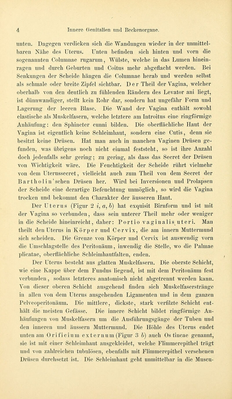 unten. Dagegen verdicken sich die Wandungen wieder in der unmittel- baren Nähe des Uterus. Unten befinden sieb hinten und vorn die sogenannten Columnae rugarurn, Wülste, welche in das Lumen hinein- ragen und durch Geburten und Coitus mehr abgeflacht werden. Bei Senkungen der Scheide hängen die Columnae herab und werden selbst als schmale oder breite Zipfel sichtbar. Der Theil der Vagina, welcher oberhalb von den deutlich zu fühlenden Rändern des Levator ani liegt, ist dünnwandiger, stellt kein Rohr dar, sondern hat ungefähr Form und Lagerung der leeren Blase. Die Wand der Vagina enthält sowohl elastische als Muskelfasern, welche letztere am Introitus eine ringförmige Anhäufung: den Sphincter eunni bilden. Die oberflächliche Haut der Vagina ist eigentlich keine Schleimhaut, sondern eine Cutis, denn sie besitzt keine Drüsen. Hat man auch in manchen Vaginen Drüsen ge- funden, was übrigens noch nicht einmal feststeht, so ist ihre Anzahl doch jedenfalls sehr gering; zu gering, als dass das Secret der Drüsen von Wichtigkeit wäre. Die Feuchtigkeit der Scheide rührt vielmehr von dem Uterussecret, vielleicht auch zum Theil von dem Secret der Bartholin'sehen Drüsen her. Wird bei Inversionen und Prolapsen der Scheide eine derartige Befeuchtung unmöglich, so wird die Vagina trocken und bekommt den Charakter der äusseren Haut. Der Uterus (Figur 2 i7 o, b) hat exquisit Birnform und ist mit der Yagina so verbunden, dass sein unterer Theil mehr oder weniger in die Scheide hineinreicht, daher: Portio vaginalis^uteri. Man theilt den Uterus in Körper und C e r v i x, die am innern Muttermund sich scheiden. Die Grenze von Körper und Cervix ist auswendig vorn die Umschlagstelle des Peritonäum, inwendig die Stelle, wo die Palmae plicatae, oberflächliche Schleimhautfalten, enden. Der Uterus besteht aus glatten Muskelfasern. Die oberste Schicht, wie eine Kappe über dem Fundus liegend, ist mit dem Peritonäum fest verbunden, sodass letzteres anatomisch nicht abgetrennt werden kann. Von dieser oberen Schicht ausgehend finden sich Muskelfaserstränge in allen von dem Uterus ausgehenden Ligamenten und in dem ganzen Pelveoperitonäum. Die mittlere, dickste, stark verfilzte Schicht ent- hält die meisten Gefässe. Die innere Schicht bildet ringförmige An- häufungen von Muskelfasern um die Ausführungsgänge der Tuben und den inneren und äussern Muttermund. Die Höhle des Uterus endet unten am Orificium ext er num (Figur 3 b) auch Os tincae genannt, sie ist mit einer Schleimhaut ausgekleidet, welche Flimmerepithel trägt und von zahlreichen tubulösen, ebenfalls mit Flimmerepithel versehenen Drüsen durchsetzt ist. Die Schleimhaut geht unmittelbar in die Musen-