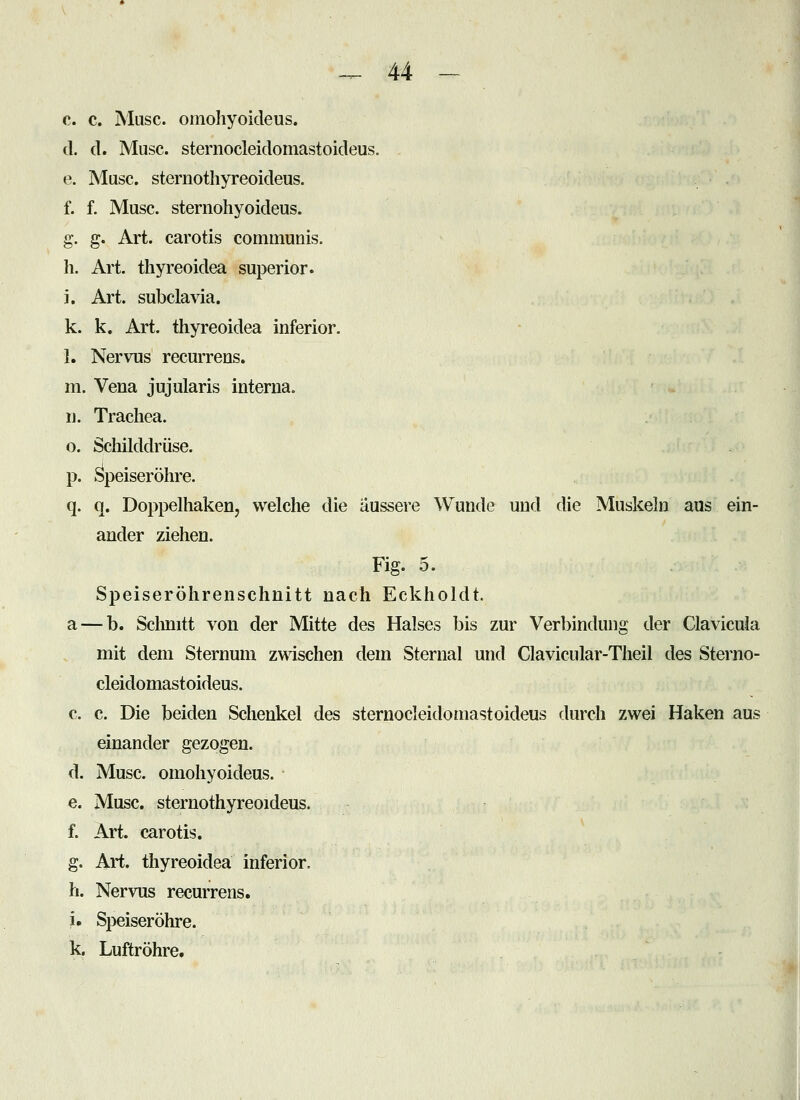 c. c. Muse, omohyoideus. d. d. Muse, sternocleidomastoideus. . e. Muse, sternothyreoideus. f. f. Muse, sternohyoideus. g. g. Art. carotis communis, h. Art. thyreoidea superior. i. Art. subclavia. k. k. Art. thyreoidea inferior. 1. Nervus recurrens. m. Vena jujularis interna. n. Trachea. o. Schilddrüse. p. Speiseröhre. q. q. Doppelhaken, welche die äussere Wunde und die Muskeln aus ein- ander ziehen. Fig. 5. Speiseröhrenschnitt nach Eckholdt. a — b. Sclinitt von der Mitte des Halses bis zur Verbindung der Clavicula mit dem Sternum zwischen dem Sternal und Clavicular-Theil des Sterno- cleidomastoideus. c. c. Die beiden Schenkel des sternocleidomastoideus durch zwei Haken aus einander gezogen. d. Muse, omohyoideus. e. Muse, sternothyreoideus. f. Art. carotis. g. Art. thyreoidea inferior, h. Nervus recurrens. i. Speiseröhre, k. Luftröhre,