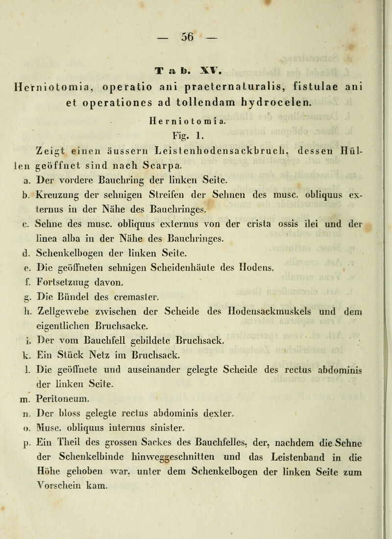 Tab. XV. Herniotomia, operatio ani praeternaturalis, fistulae ani et operationes ad toUendam hydrocelen. Herniotomia. Fig. 1. Zeigt einen äussern Leistenliodensackbrucli, dessen Hül- len geöffnet sind nach Scarpa. a. Der vordere Baucliring der linken Seite. b. Kreuzung der sehnigen Streifen der Sehnen des musc. obliquus ex- ternus in der Nähe des Bauchringes. c. Sehne des musc. oblicpius externus von der crista ossis ilei und der liuea alba in der Nähe des Bauchringes. d. Schenkelbogen der linken Seite, e. Die geöffneten sehnigen Scheidenhäule des Hodens, f. Fortsetzung davon, g. Die Bündel des cremaster. h. Zellgewebe zwischen der Scheide des Hodensackmuskels und dem eigentlichen Bruchsacke. i. Der vom Bauchfell gebildete Bruchsack, k. Ein Stück Netz im Bruchsack. 1. Die geöffnete und auseinander gelegte Scheide des rectus abdominis der linken Seite. m. Peritoneum. n. Der bloss gelegte rectus abdominis dexter, o. Muse, obliquus internus sinister. p. Ein Tlieil des grossen Sackes des Bauchfelles, der, nachdem die Sehne der Schenkelbinde hinweggeschnitten und das Leistenband in die Höhe gehoben war. unter dem Schenkelbogen der linken Seite zum Vorschein kam.