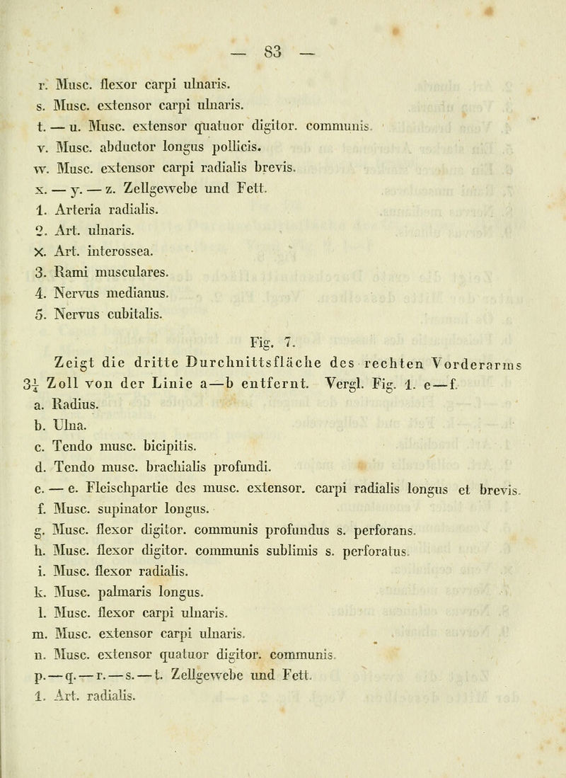 r. Bluse, flexor carpi iilnaris. s. Bluse, extensor carpi ulnaris. t, — u. Bluse, extensor quatuor digitor. communis, V. Bluse, abduetor longus poUicis. w. Bluse, extensor carpi radialis brevis. X. — y. — z. Zellgewebe und Fett. 1. Arteria radialis. 2. Art. ulnaris. X. Art. interossea. 3. Rami museulares. 4. Nervus medianus. 5. Nervus cubitalis. Fig. 7. Zeigt die dritte Durchnittsfläche des rechten Vorderarms 3| Zoll von der Linie a—b entfernt. Vergl. Fig. 1. e — £ a. Radius. b. Uliia. c. Tendo muse. bieipitis. d. Tendo musc. braeliialis profundi. e. — e. Fleischpartie des musc. extensor. carpi radialis longus et brevis. f. Bluse, supinator longus. g. Bluse, flexor digitor. communis profundus s. perforans. h. Bluse, flexor digitor. communis sublimis s. perforatus i. Bluse, flexor radialis. k. Bluse, palmaris longus. 1. Bluse, flexor carpi ulnaris. m. Bluse, extensor carpi ulnaris. n. Bluse, extensor quatuor digitor. communis, p.—q. — r. — s. — t. Zellgewebe und Fett. 1. Art. radiahs.