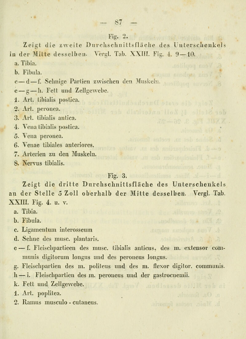 Fig. 2. Zeigt die zweite Durcliscliiiittsfläche des Üiitersclienkels in der Mitte desselben. Vergl. Tab. XXIIL 1% 4. 9 — 10. a. Tibia. b. Fibula. c—d — f. Seimige Partien zwischen den MuskeliL e — g — li. Fett und Zellgewebe. 1. Ai^t. tibiaiis postica. 2. Art. peronea. 3. Art. tibiaiis antica. 4. Vena tibiaiis postica. 5. Vena peronea. 6. Venae tibiales anteriores. 7. Arterien zu den Muskeln. 8. Nervus tibiaiis. Fig. 3, Zeigt die dritte Durchschnittsfläche des Unterschenkels an der Stelle 5 Zoll oberhalb der Mitte desselben. Vergl. Tab. XXIII. Fig. 4. u. V. a. Tibia. b. Fibula. c. Ligamentum interosseum d. Sehne des musc. plantaris. e — f. Fieischpartieen des musc. tibiaiis anticus, des m. extensor com- munis digitorum longus und des peroneus longus. g. Fleischpartien des m. politeus und des m. flexor digitor. communis, h — i. Fleischpartien des m. peroneus und der gastrocnemii. k. Fett und Zellgewebe. 1. Ai't. Poplitea. 2. Ramus musculo - cutaneus.