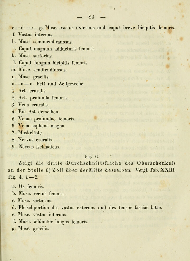 c—d — e—g. Muse, vastus extermis und caput breve bicipitis femo^is. f. Vastus internus. h. Muse, semimembranosus. i. Caput magnum adductoris femoris. k. Muse, sartorius. 1. Caput longum bicipitis femoris. m. Muse, semitendinosus. n. Muse, graeilis. o—o — o. Fett und Zellgewebe. 1. Art. cruialis. 2. Art. profunda femoris. 3. Vena cruralis. 4. Ein Ast derselben. 5. Venae profundae femoris. 6. Vena saphena magna. 7. Muskeläste. 8. Nervus cruralis. 9. Nervus ischiadicus. Fig. 6. Zeigt die dritte Durchschnittsfläche des Oberschenkels an der Stelle 6-'Zoll über derMitte desselben. Vergl. Tab. XXHL Fig. 4. 1 — 2. a. Os femoris. b. Muse, rectus femoris. c. Muse, sartorius. d. Fleischportion des vastus externus und des tensor fasciae latae. e. Muse, vastus internus. f. Muse, adductor longus femoris. g. Muse, graeilis.