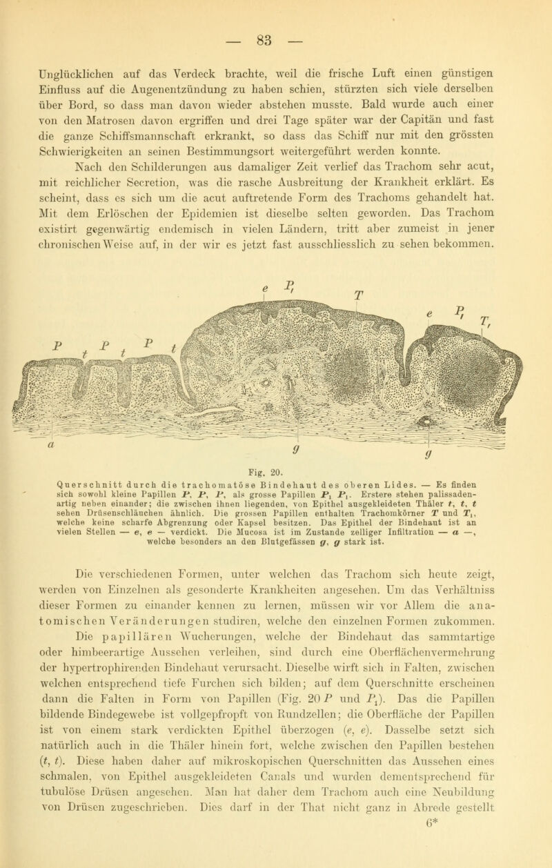 Unglücklichen auf das Verdeck brachte, weil die frische Luft einen günstigen Einfluss auf die Augenentzündung zu haben schien, stürzten sich viele derselben über Bord, so dass man davon wieder abstehen musste. Bald wurde auch einer von den Matrosen davon ergriffen und drei Tage später war der Capitän und fast die ganze Schiffsmannschaft erkrankt, so dass das Schiff nur mit den grössten Schwierigkeiten an seinen Bestimmungsort weitergeführt werden konnte. Nach den Schilderungen aus damaliger Zeit verlief das Trachom sehr acut, mit reichlicher Secretion, was die rasche Ausbreitung der Krankheit erklärt. Es scheint, dass es sich um die acut auftretende Form des Trachoms gehandelt hat. Mit dem Erlöschen der Epidemien ist dieselbe selten geworden. Das Trachom existirt gegenwärtig endemisch in vielen Ländern, tritt aber zumeist in jener chronischen Weise auf, in der wir es jetzt fast ausschliesslich zu sehen bekommen. 9 Fig. 20. Querschnitt durch die trachomatöse Bindehaut des oberen Lides. — Es finden sich sowohl kleine Papillen P, P, P, als grosse Papillen P, P,. Erstere stehen palissaden- artig neben einander; die zwischen ihnen liegenden, von Epithel ausgekleideten Thäler t; «, t sehen Drüsenschläuchen ähnlich. Die grossen Papillen enthalten Trachoinkörner T und T^ welche keine scharfe Abgrenzung oder Kapsel besitzen. Das Epithel der Bindehaut ist an vielen Stellen — e, e — verdickt. Die Mucosa ist im Zustande zelliger Infiltration — a —, welche besonders an den Blutgefässen gr, g stark ist. Die verschiedenen Formen, unter welchen das Trachom sich heute zeigt, werden von Einzelnen als gesonderte Krankheiten angesehen. Um das Verhältniss dieser Formen zu einander kennen zu lernen, müssen wir vor Allem die ana- tomischen Veränderungen studiren, welche den einzelnen Formen zukommen. Die papillären Wucherungen, welche der Bindehaut das sammtartige oder himbeerartige Aussehen verleihen, sind durch eine Oberflächenvermehrung der hypertrophirenden Bindehaut verursacht. Dieselbe wirft sich in Falten, zwischen welchen entsprechend tiefe Furchen sich bilden; auf dem Querschnitte erscheinen dann die Falten in Form von Papillen (Fig. 20 P und Px). Das die Papillen bildende Bindegewebe ist vollgepfropft von Rundzellen; die Oberfläche der Papillen ist von einem stark verdickten Epithel überzogen (e, e). Dasselbe setzt sich natürlich auch in die Thäler hinein fort, welche zwischen den Papillen bestehen (t, t). Diese haben daher auf mikroskopischen Querschnitten das Aussehen eines schmalen, von Epithel ausgekleideten Canals und wurden dementsprechend für tubulöse Drüsen angesehen. Man hat daher dem Trachom auch eine Neubildung von Drüsen zugeschrieben. Dies darf in der That nicht ganz in Abrede gestellt 6*