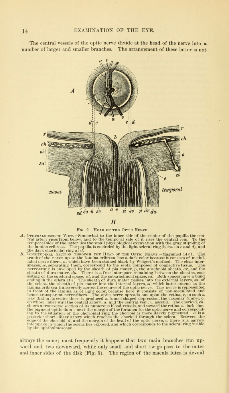 The central vessels of the optic nerve divide at the head of the nerve into a number of larger and smaller branches. The arrangement of these latter is not a v 7V- .-i sd sa n se P Mau B Fig. 9.—Head of the Optic Nerve. A, Ophthalmoscopic View.—Somewhat to the inner side of the center of the papilla the cen- tral artery rises from below, and to the temporal side of it rises the central vein. To the temporal side of the latter lies the small physiological excavation with the gray stippling of the lamina cribrosa. The papilla is encircled by the light scleral ring (between c and d), and the dark chorioidal ring at d. B, Longitudinal Section through the Head op the Optic Nerve.—Magnified 14x1. The trunk of the nerve up to the lamina cribrosa has a dark color because it consists of medul- lated nerve-fibers, n, which have been stained black by Weigerfs method. The clear inter- spaces, se, separating them, correspond to the septa composed of connective tissue. The nerve-trunk is enveloped by the sheath of pia mater, p, the arachnoid sheath, or, and the sheath of dura mater, du. There is a free interspace remaining between the sheaths, con- sisting of the subdural space, sd, and the subarachnoid space, sa. Both spaces have a blind ending in the sclera at e. The sheath of dura mater passes into the external layers, sa, of the sclera, the sheath of pia mater into the internal layers, si, which latter extend as the lamina cribrosa transversely across the course of the optic nerve. The nerve is represented in front of the lamina as of light color, because here it consists of non-medullated and hence transparent nerve-fibers. The optic nerve spreads out upon the retina, r, in such a way that in its center there is produced a funnel-shaped depression, the vascular funnel, &, on whose inner wall the central artery, a, and the central vein, v, ascend. The chorioid, ch, shows a transverse section of its numerous blood-vessels, and toward the retina a dark line, the pigment epithelium ; next the margin of the foramen for the optic nerve and correspond- ing to the situation of the chorioidal ring the chorioid is more darkly pigmented, ci is a posterior short ciliary artery which reaches the chorioid through the sclera. Between the edge of the chorioid, d, and the margin of the head of the optic nerve, c, there is a narrow interspace in which the sclera lies exposed, and which corresponds to the scleral ring visible by the ophthalmoscope. always the same; most frequently it happens that two main branches run up- ward and two downward, while only small and short twigs pass to the outer and inner sides of the disk (Fig. 5). The region of the macula lutea is devoid