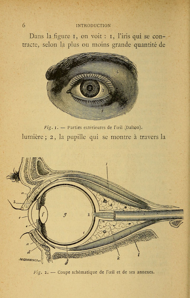 Dans la figure i, on voit : i, l'iris qui se con- tracte, selon la plus ou moins grande quantité de Fig. i. — Parties extérieures de l'œil (Dahon). umière ; 2, la pupille qui se montre à travers la 4ktt»/VrOT«EW«cr