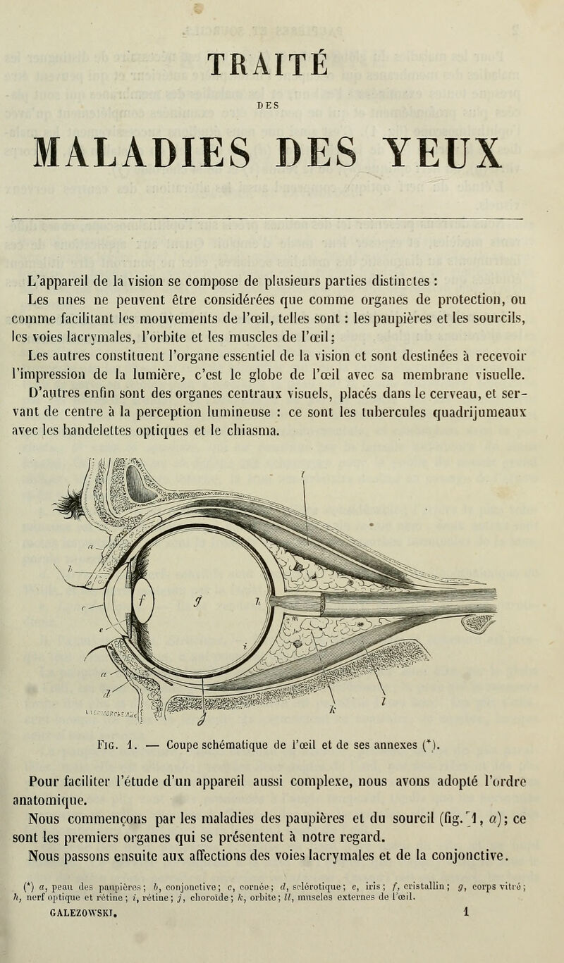 TRAITÉ MALADIES DES YEUX L'appareil de la vision se compose de plusieurs parties distinctes : Les unes ne peuvent être considérées que comme organes de protection, ou comme facilitant les mouvements de l'œil, telles sont : les paupières et les sourcils, les voies lacrymales, l'orbite et les muscles de l'œil: Les autres constituent l'organe essentiel de la vision et sont destinées à recevoir l'impression de la lumière, c'est le globe de l'œil avec sa membrane visuelle. D'autres enfin sont des organes centraux visuels, placés dans le cerveau, et ser- vant de centre à la perception lumineuse : ce sont les tubercules quadrijumeaux avec les bandelettes optiques et le cbiasma. Fig. 1. — Coupe schématique de l'œil et de ses annexes (*). Pour faciliter l'étude d'un appareil aussi complexe, nous avons adopté l'ordre anatomique. Nous commençons par les maladies des paupières el du sourcil (fig. r\, a) ; ce sont les premiers organes qui se présentent à notre regard. Nous passons ensuite aux affections des voies lacrymales et de la conjonctive. (*) a, peau des paupières; b, conjonctive; c, cornée; d, sclérotique; e, iris; f, cristallin ; g, corps vitré; h, nerf optique et rétine; i, rétine; j, choroïde; k, orbite; II, musclos externes de l'œil. GALEZOWSKI, l