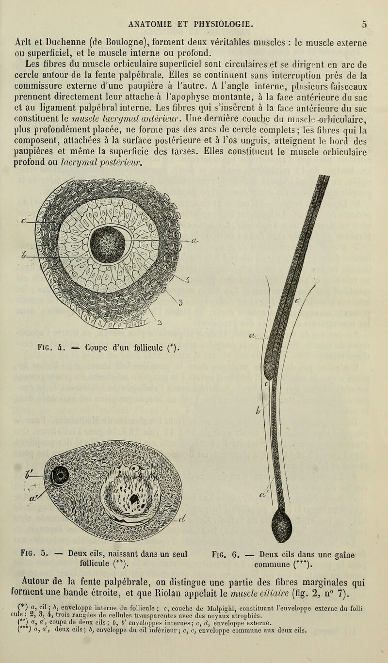 Arlt et Duchenne (de Boulogne), forment deux véritables muscles : le muscle externe ou superficiel, et le muscle interne ou profond. Les fibres du muscle orbiculaire superficiel sont circulaires et se dirigent en arc de cercle autour de la fente palpébrale. Elles se continuent sans interruption près de la commissure externe d'une paupière à l'autre. A l'angle interne, plusieurs faisceaux prennent directement leur attache à l'apophyse montante, à la face antérieure du sac et au ligament palpébral interne. Les fibres qui s'insèrent à la face antérieure du sac constituent le muscle lacrymal antérieur. Une dernière couche du muscle-orbiculaire, plus profondément placée, ne forme pas des arcs de cercle complets ; les fibres qui la composent, attachées à la surface postérieure et à l'os unguis^ atteignent le bord des paupières et même la superficie des tarses. Elles constituent le muscle orbiculaire profond ou lacrymal postérieur. Fig. II. — Coupe d'un follicule (*). Fig. 5. — Deux cils, naissant dans un seul follicule (¥Y). Fig. 6. — Deux cils dans une gaîne commune (***). Autour de la fente palpébrale, on distingue une partie des fibres marginales qui forment une bande étroite, et que Riolan appelait le muscle ciliaire (fig. 2, n° 7). (*) a, cil ; 6, enveloppe interne du follicule ; c, couche de Malpighi, constituant l'enveloppe externe du folli cule ; 2, 3, 4, trois rangées de cellules transparentes avec des noyaux atrophiés. ( ) a, a', coupe de deux cils ; b, b' enveloppes internes ; c, d, enveloppe externe. (* ) a> a'f deux cils ; b, enveloppe du cil inférieur ; c, c, enveloppe commune aux deux cils.