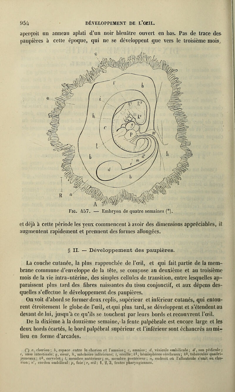 aperçoit un anneau aplati d'un noir bleuâtre ouvert en bas. Pas de trace dès- paupières à cette époque, qui ne se développent que vers le troisième mois,, Fig. 457. A W — Embryon de quatre semaines (*). et déjà à cette période les yeux commencent à avoir des dimensions appréciables, il. augmentent rapidement et prennent des formes allongées. § II. — Développement des paupières. La couche cutanée, la plus rapprochée de l'œil, et qui fait partie de la mem- brane commune d'enveloppe de la tête, se compose au deuxième et au troisième mois de la vie intra-utérine, des simples cellules de transition, entre lesquelles ap- paraissent plus tard des fibres naissantes du tissu conjonclif, et aux dépens des- quelles s'effectue le développement des paupières. On voit d'abord se former deux replis, supérieur et inférieur cutanés, qui entou- rent étroitement le globe de l'œil, et qui plus tard, se développent et s'étendent au devant de lui, jusqu'à ce qu'ils se louchent par leurs bords et recouvrent l'œil. De la dixième à la douzième semaine, la fente palpébrale est encore large et les deux bords écartés, le bord palpébral supérieur et l'inférieur sont échancrés au mi- lieu en forme d'arcades. () a, chorion; 6, espace entre lo cliorinn et l'nninios; r, amnios; d, vésicule ombilicale ; d', son pédicule ; C, anso intestinale; g, cœur, h, mâchoire inférieure; /, urrille ;/.-', hémisphères cérébraux; A-, tubercules quadri- .juumuiix; /,-3, cervelet; /, membre antérieur; m, mrinl.it' [mstéi 'ifiir : », nul roi t où l'uHautoide s'unit au. cho- rion; n', cordon ombilical; 7», foie ; r, œil; 1, 2,3, fente- pharyngiennes.