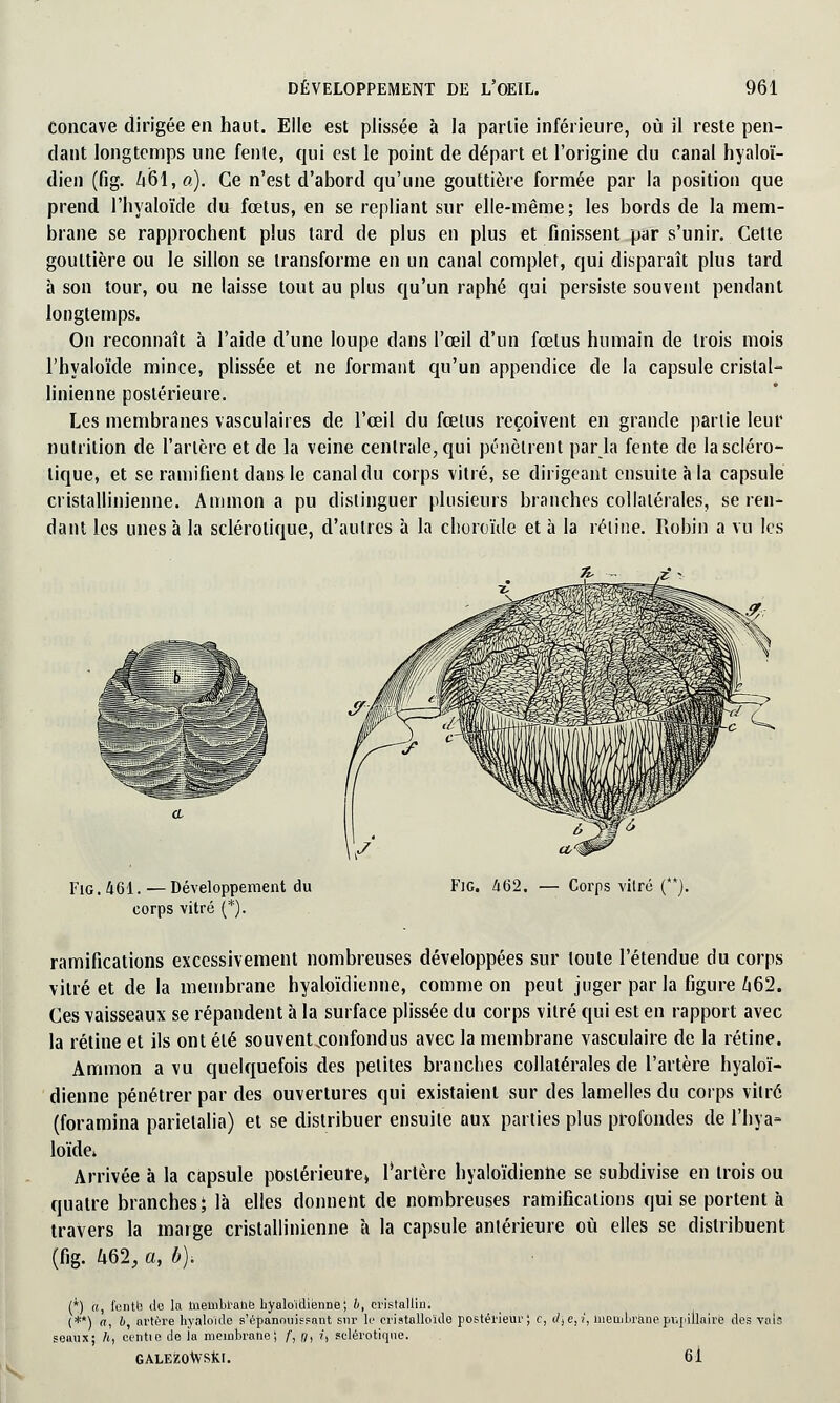 Concave dirigée en haut. Elle est plissée à la partie inférieure, où il reste pen- dant longtemps une fente, qui est le point de départ et l'origine du canal hyaloï- dien (fig. 461, a). Ce n'est d'abord qu'une gouttière formée par la position que prend l'hyaloïde du fœtus, en se repliant sur elle-même; les bords de la mem- brane se rapprochent plus tard de plus en plus et finissent par s'unir. Cette gouttière ou le sillon se transforme en un canal complet, qui disparaît plus tard à son tour, ou ne laisse tout au plus qu'un raphé qui persiste souvent pendant longtemps. On reconnaît à l'aide d'une loupe dans l'œil d'un fœtus humain de trois mois l'hyaloïde mince, plissée et ne formant qu'un appendice de la capsule cristal- linienne postérieure. Les membranes vasculaires de l'œil du fœtus reçoivent en grande partie leur nutrition de l'artère et de la veine centrale, qui pénètrent parla fente de la scléro- tique, et se ramifient dans le canal du corps vitré, se dirigeant ensuite à la capsule cristallinienne. A m mon a pu distinguer plusieurs branches collatérales, se ren- dant les unes à la sclérotique, d'autres a la choroïde et à la rétine. Robin a vu les Fig. 461. — Développement du Fie 462. — Corps vitré (**). corps vitré (*). ramifications excessivement nombreuses développées sur toute l'étendue du corps vitré et de la membrane hyaloïdienne, comme on peut juger par la figure 662. Ces vaisseaux se répandent à la surface plissée du corps vitré qui est en rapport avec la rétine et ils ont été souventxonfondus avec la membrane vasculaire de la rétine. Ammon a vu quelquefois des petites branches collatérales de l'artère hyaloï- dienne pénétrer par des ouvertures qui existaient sur des lamelles du corps vitré (foramina parietalia) et se distribuer ensuite aux parties plus profondes de l'hya- loïde» Arrivée à la capsule postérieure» l'artère hyaloïdienne se subdivise en trois ou quatre branches; là elles donnent de nombreuses ramifications qui se portent à travers la marge cristallinienne h la capsule antérieure où elles se distribuent (fig. 462, a, b)-. (*) a, fentb de la membrane hyaloïdienne ; b, cristallin. (**) a, b, artère hyaloïde s'épanouissant sur le cristalloïcle postérieur; c, d\e,i, membranepv.pilloire des vais seaux; h, centie de la membrane ; f, 7, i, sclérotique. GALEZOVvSlu. 61