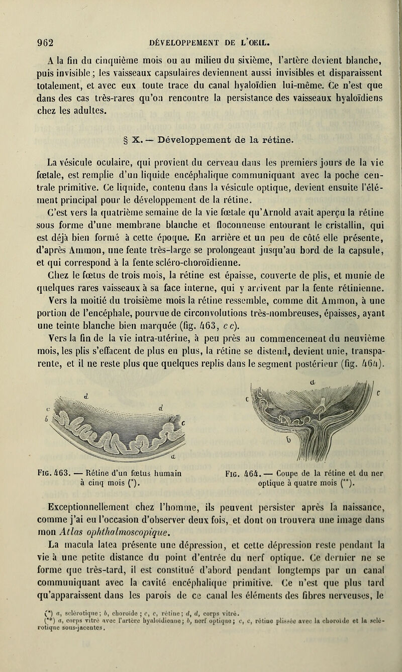 x\. la fin du cinquième mois ou au milieu du sixième, l'artère devient blanche, puis invisible ; les vaisseaux capsulaires deviennent aussi invisibles et disparaissent totalement, et avec eux toute trace du canal hyaloïdien lui-même. Ce n'est que dans des cas très-rares qu'on rencontre la persistance des vaisseaux hyaloïdiens chez les adultes. § X. — Développement de la rétine. La vésicule oculaire, qui provient du cerveau dans les premiers jours de la vie fœtale, est remplie d'un liquide encéphalique communiquant avec la poche cen- trale primitive. Ce liquide, contenu dans la vésicule optique, devient ensuite l'élé- ment principal pour le développement de la rétine. C'est vers la quatrième semaine de la vie fœtale qu'Arnold avait aperçu la rétine sous forme d'une membrane blanche et floconneuse entourant le cristallin, qui est déjà bien formé à cette époque. En arrière et un peu de côté elle présente, d'après Ammon, une fente très-large se prolongeant jusqu'au bord de la capsule, et qui correspond à la fente scléro-choroïdienne. Chez le fœtus de trois mois, la rétine est épaisse, couverte de plis, et munie de quelques rares vaisseaux à sa face interne, qui y arrivent par la fente rétinienne. Vers la moitié du troisième mois la rétine ressemble, comme dit Ammon, à une portion de l'encéphale, pourvue de circonvolutions très-nombreuses, épaisses, ayant une teinte blanche bien marquée (fig. Zi63, ce). Vers la fin de la vie intra-utérine, à peu près au commencement du neuvième mois, les plis s'effacent de plus en plus, la rétine se distend, devient unie, transpa- rente, et il ne reste plus que quelques replis dans le segment postérieur (fig. 46a). Fig. 463. — Rétine d'un fœtus humain à cinq mois (*). inf\wiiigi'i Fig. 464.— Coupe de la réline et du ner optique à quatre mois (**). Exceptionnellement chez l'homme, ils peuvent persister après la naissance, comme j'ai eu l'occasion d'observer deux fois, et dont on trouvera une image dans mon Atlas ophthalmoscopique. La macula latea présente une dépression, et cette dépression reste pendant la vie à une petite distance du point d'entrée du nerf optique. Ce dernier ne se forme que très-tard, il est constitué d'abord pendant longtemps par un canal communiquant avec la cavité encéphalique primitive. Ce n'est que plus tard qu'apparaissent dans les parois de ce canal les éléments des fibres nerveuses, le (*) a, sclérotique; b, choroïde ; c, c, rétine; d, d, corps vitré. (**) a, corps vitro avec l'artère hyaloidiomie; b, nerf optique; c, c, rétiue plissôe 8760 la choroïde et la sclé- rotique sous-jacentes.