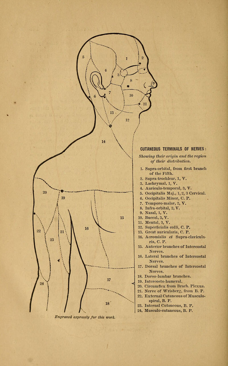 CUTANEOUS TERMINALS OF NERVES: \.: Showing their origin and the region of their distribution. Supra-orbital, from first branch of the Fifth. Supra-trochlear, 1, V. Lachrymal, 1, V. Auriculo-temporal, 3, V. Occipitalis Maj., 1, 2, 3 Cervical. Occipitalis Minor, C. P. Temporo-malar, 2, V. Infra-orbital, 2, V. Nasal, 1, V. Buccal, 3, V. Mental, 3, V. Superficialis colli, C. P. Great auricularis, C. P. Acromialis et Supra-clavicula- ris, C. P. 15. Anterior branches of Intercostal Nerves. 16. Lateral branches of Intercostal Nerves. 17. Dorsal branches of Intercostal Nerves. 18. Dorso-lumbar branches. 19. Intercosto-humeral. 20. Circumflex from Braeh. Plexus. 21. Nerve of Wrisberg, from B. P. 22. External Cutaneous of Musculo- spiral, B. P. 23. Internal Cutaneous, B. P, 24. Musculo-cutaneous, B. P.