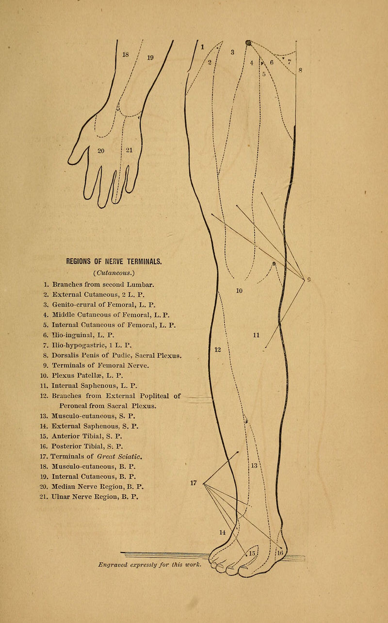 REGIONS OF NERVE TERMINALS. {Cutaneous.) Branches from second Lumbar. External Cutaneous, 2 L. P. Genito-crural of Femoral, L. P. Middle Cutaneous of Femoral, L. P. Internal Cutaneous of Femoral, L. P. Ilio-ingfuinal, L. P. Ilio-hypogastric, 1 L. P. Dorsalis Penis of Pudic, Sacral Plexus. Terminals of Femoral Nerve. Plexus Patellae, L. P. Internal Saphenous, L. P. Branches from External Popliteal of Peroneal from Sacral Plexus. Musculo-cutaneous, S. P. External Saphenous, S. P. Anterior Tibial, S. P. Posterior Tibial, S. P. Terminals of Great Sciatic, Musculo-cutaneous, B. P. Internal Cutaneous, B. P. Median Nerve Region, B. P. Ulnar Nerve Eegion, B. P.