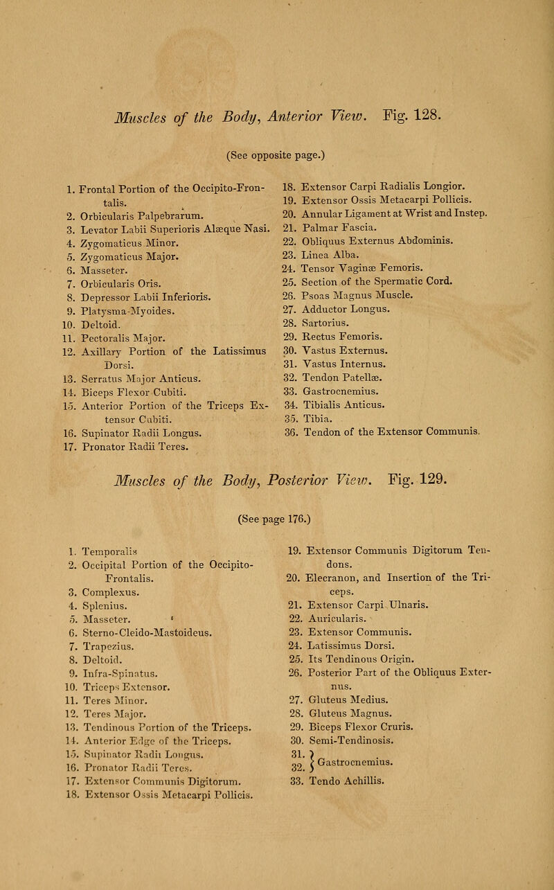 Muscles of the Body, Anterior Vieiv. Fig. 128. (See opposite page.) 1. Frontal Portion of the Occipito-Fron- 18. talis. 19. 2. Orbicularis Palpebrarum. 20. 3. Levator Labii Superioris Alseque Nasi. 21. 4. Zygomaticus Minor. 22. 5. Zygomaticus Major. 23. 6. Masseter. 24. 7. Orbicularis Oris. 25. 8. Depressor Labii Inferioris. 26. 9. Platysma-Myoides. 27. 10. Deltoid. 28. 11. Pectoralis Major. 29. 12. Axillary Portion of the Latissimus 30. Dorsi. 31. 13. Serratus Major Anticus. 32. 14. Biceps Flexor Cubiti. 33. 15. Anterior Portion of the Triceps Ex- 34. tensor Cabiti. 35. 16. Supinator Radii Longus. 36. 17. Pronator E,adii Teres. Extensor Carpi Radialis Longior. Extensor Ossis Metacarpi Pollicis. Annular Ligament at Wrist and Instep. Palmar Fascia. Obliquus Externus Abdominis. Linea Alba. Tensor Vaginae Femoris. Section of the Spermatic Cord. Psoas Magnus Muscle. Adductor Longus. Sartorius. Rectus Femoris. Vastus Externus. Vastus Internus. Tendon Patellae. Gastrocnemius. Tibialis Anticus. Tibia. Tendon of the Extensor Communis. Muscles of the Body, Posterior View. Fig. 129. (See page 176.) 1. Temporalis 19. Extensor Communis Digitorum Ten- 2. Occipital Portion of the Occipito- dons. Frontalis. 20. Elecranon, and Insertion of the Tri- 3. Complexus. ceps. 4. Splenius. 21. Extensor Carpi Ulnaris. 5. Masseter. ' 22. Auricularis. 6. Sterno- Cleido-Mastoideus 23. Extensor Communis. 7. Trapezius. 24. Latissimus Dorsi. 8. Deltoid. 25. Its Tendinous Origin. 9. 10. Infra-Spinatus. Triceps Extensor. 26. Posterior Part of the Obliquus Exter- nus. 11. Teres INIinor. 27. Gluteus Medius. 12. Teres Major. 28. Gluteus Magnus. 13. Tendinous Portion o f the Triceps. 29. Biceps Flexor Cruris. 11. Anterior Ed^e of th: e Triceps. 30. Semi-Tendinosis. 15. Supinator Iladii Loii^, ens. 31, Ir. 16. Pronator Radii Teres. 32, ^ Gastrocnemius. 17. Extensor Communis Digitorum. 33. Tendo Achillis. 18. Extensor Ossis Metacarpi Pollicis.