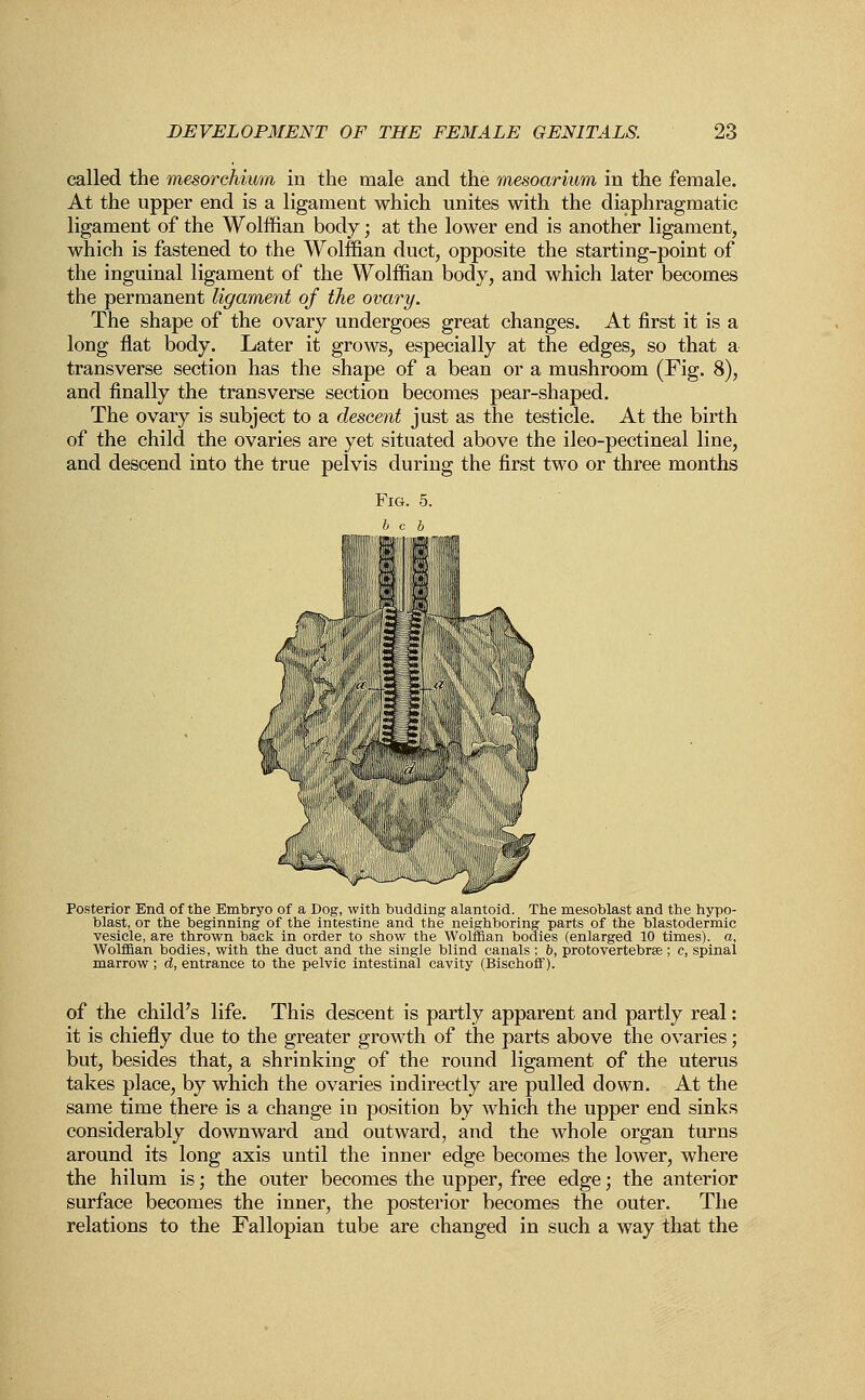 called the mesorchium in the male and the mesoarium in the female. At the upper end is a ligament which unites with the diaphragmatic ligament of the Wolffian body; at the lower end is another ligament, which is fastened to the Wolffian duct, opposite the starting-point of the inguinal ligament of the Wolffian body, and which later becomes the permanent ligament of the ovary. The shape of the ovary undergoes great changes. At first it is a long flat body. Later it grows, especially at the edges, so that a transverse section has the shape of a bean or a mushroom (Fig. 8), and finally the transverse section becomes pear-shaped. The ovary is subject to a descent just as the testicle. At the birth of the child the ovaries are yet situated above the ileo-pectineal line, and descend into the true pelvis during the first two or three months Fig. 5. bob 4 II 1 I/I raffl $'•'$. '■:'''. f<<mW]>'''>>:^'%.. +f '' m w Posterior End of the Embryo of a Dog, with budding alantoid. The mesoblast and the hypo- blast, or the beginning of the intestine and the neighboring parts of the blastodermic vesicle, are thrown back in order to show the Wolffian bodies (enlarged 10 times), a, Wolffian bodies, with the duct and the single blind canals; 5, proto vertebrae; c, spinal marrow ; d, entrance to the pelvic intestinal cavity (Bischoff). of the child's life. This descent is partly apparent and partly real: it is chiefly due to the greater growth of the parts above the ovaries; but, besides that, a shrinking of the round ligament of the uterus takes place, by which the ovaries indirectly are pulled down. At the same time there is a change in position by which the upper end sinks considerably downward and outward, and the whole organ turns around its long axis until the inner edge becomes the lower, where the hilum is; the outer becomes the upper, free edge; the anterior surface becomes the inner, the posterior becomes the outer. The relations to the Fallopian tube are changed in such a way that the