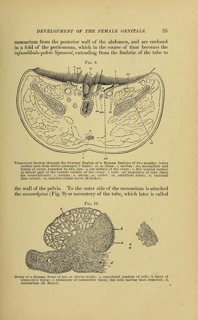 mesoarium from the posterior wall of the abdomen, and are enclosed in a fold of the peritoneum, which in the course of time becomes the infundibulo-pelvic ligament, extending from the fimbriae of the tube to Fig. 9. Transverse Section through the Ovarian Region of a Human Embryo of five months; lower surface seen from above (enlarged 3 times): oi, os ilium; s, sacrum ; mo, mesoarium and hilum of ovary, hounded by. two lips; o, cut surface of the ovary; v, free ventral surface or lateral part of the ventral surface of the ovary ; t, tube ; rat, mesentery of tube (later ala vespertilionis); r, rectum; u, uterus; ur, ureter; au, umbilical artery; ie, external iliac vessels; nc, anterior crural nerve (Kolliker). the wall of the pelvis. To the outer side of the mesoarium is attached the mesosalpinx (Fig. 9) or mesentery of the tube, which later is called Fig. 10. Ovary of a Human Fetus of ten or eleven weeks : a, superficial stratum of cells; b, layer of connective tissue; c, trabeculee of connective tissue, the cells having been removed; d, mesoarium (H. Meyer).