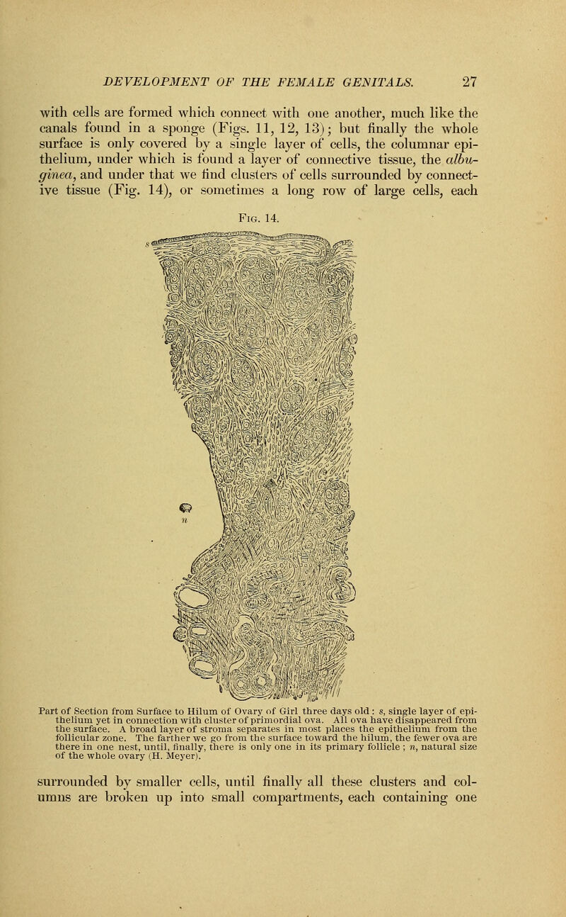 with cells are formed which connect with one another, much like the canals found in a sponge (Figs. 11, 12, 13); but finally the whole surface is only covered by a single layer of cells, the columnar epi- thelium, under which is found a layer of connective tissue, the albu- ginea, and under that we find clusters of cells surrounded by connect- ive tissue (Fig. 14), or sometimes a long row of large cells, each Fig. 14. Part of Section from Surface to Hilum of Ovary of Girl three days old : s, single layer of epi- thelium yet in connection with cluster of primordial ova. All ova have disappeared from the surface. A broad layer of stroma separates in most places the epithelium from the follicular zone. The farther we go from the surface toward the hilum, the fewer ova are there in one nest, until, finally, there is only one in its primary follicle ; n, natural size of the whole ovary (H. Meyer). surrounded by smaller cells, until finally all these clusters and col- umns are broken up into small compartments, each containing one