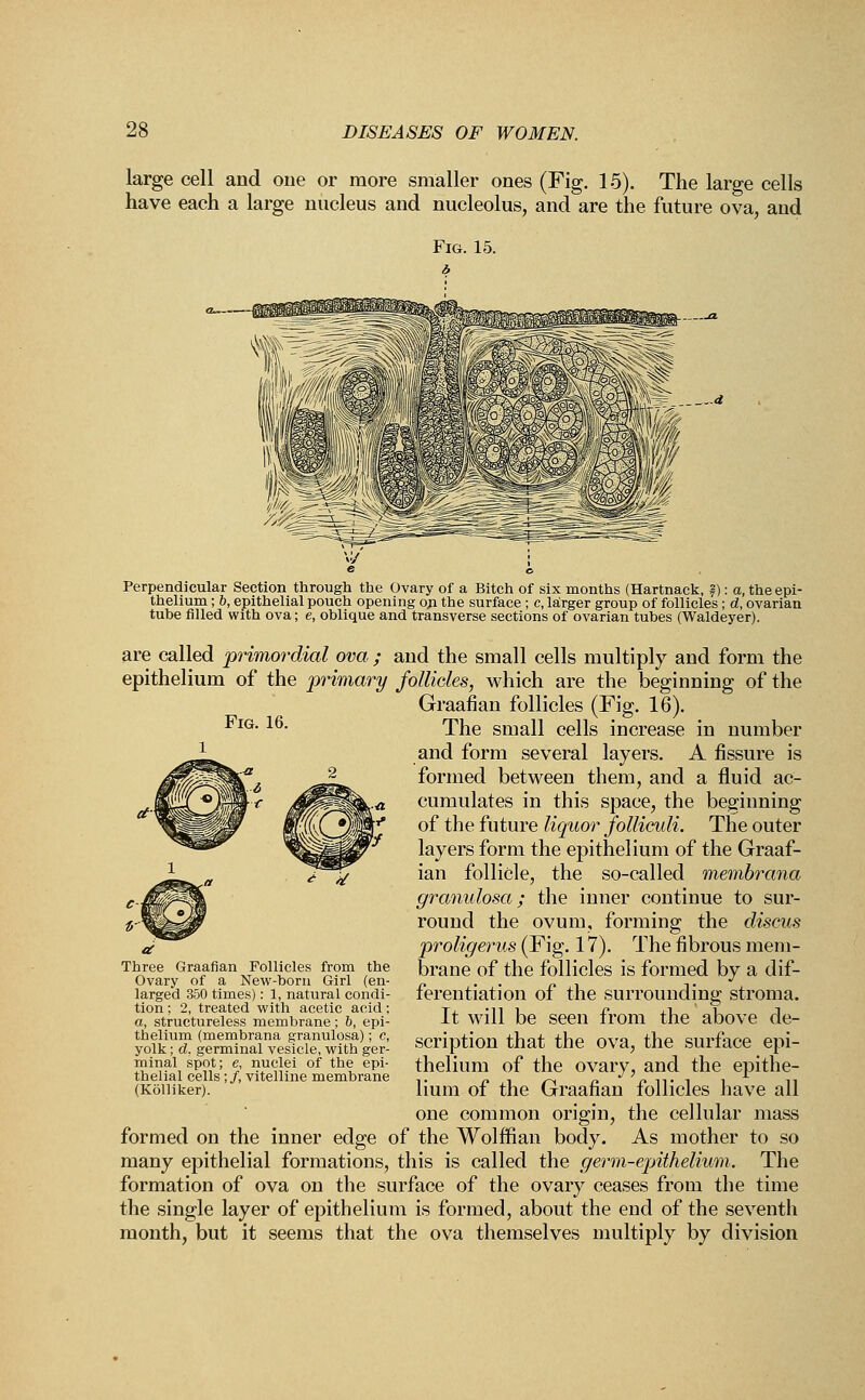 large cell and one or more smaller ones (Fig. 15). The large cells have each a large nucleus and nucleolus, and are the future ova, and Fig. 15. b Fig. 16. Perpendicular Section through the Ovary of a Bitch of six months (Hartnack, f): a, the epi- thelium ; b, epithelial pouch opening op the surface ; c, larger group of follicles ; d, ovarian tube filled with ova; e, oblique and transverse sections of ovarian tubes (Waldeyer). are called primordial ova ; and the small cells multiply and form the epithelium of the primary follicles, which are the beginning of the Graafian follicles (Fig. 16). The small cells increase in number and form several layers. A fissure is formed between them, and a fluid ac- cumulates in this space, the beginning of the future liquor folliculi. The outer layers form the epithelium of the Graaf- ian follicle, the so-called membrana granulosa; the inner continue to sur- round the ovum, forming the discus proligerus (Fig. 17). The fibrous mem- brane of the follicles is formed by a dif- ferentiation of the surrounding stroma. It will be seen from the above de- scription that the ova, the surface epi- thelium of the ovary, and the epithe- lium of the Graafian follicles have all one common origin, the cellular mass formed on the inner edge of the Wolffian body. As mother to so many epithelial formations, this is called the germ-epithelium. The formation of ova on the surface of the ovary ceases from the time the single layer of epithelium is formed, about the end of the seventh month, but it seems that the ova themselves multiply by division Three Graafian Follicles from the Ovary of a New-born Girl (en- larged 350 times): 1, natural condi- tion ; 2, treated with acetic acid; a, structureless membrane; b, epi- thelium (membrana granulosa); c, yolk; d, germinal vesicle, with ger- minal spot; e, nuclei of the epi- thelial cells;/, vitelline membrane (Kolliker).