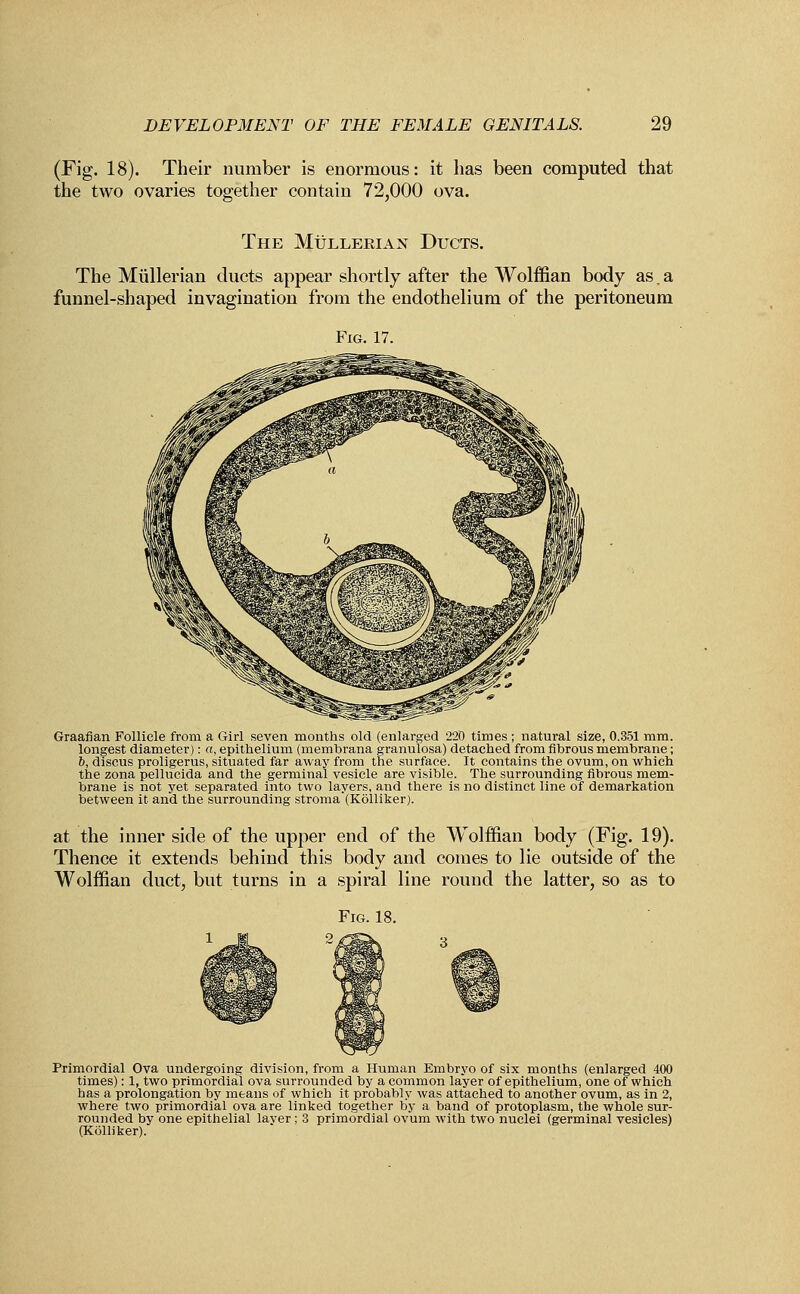 (Fig. 18). Their number is enormous: it has been computed that the two ovaries together contain 72,000 ova. The Mullerian Ducts. The Mullerian ducts appear shortly after the Wolffian body as. a funnel-shaped invagination from the endothelium of the peritoneum Fig. 17. Graafian Follicle from a Girl seven months old (enlarged 220 times ; natural size, 0.351 mm. longest diameter): a, epithelium (membrana granulosa) detached from fibrous membrane; 6, discus proligerus, situated far away from the surface. It contains the ovum, on which the zona pellucida and the germinal vesicle are visible. The surrounding fibrous mem- brane is not yet separated into two layers, and there is no distinct line of demarkation between it and the surrounding stroma'(Kolliker). at the inner side of the upper end of the Wolffian body (Fig. 19). Thence it extends behind this body and comes to lie outside of the Wolffian duct, but turns in a spiral line round the latter, so as to Fig. 18. Primordial Ova undergoing division, from a Human Embryo of six months (enlarged 400 times): 1, two primordial ova surrounded by a common layer of epithelium, one of which has a prolongation by means of which it probably was attached to another ovum, as in 2, where two primordial ova are linked together by a band of protoplasm, the whole sur- rounded by one epithelial laver; 3 primordial ovum with two nuclei (germinal vesicles) (Kolliker).