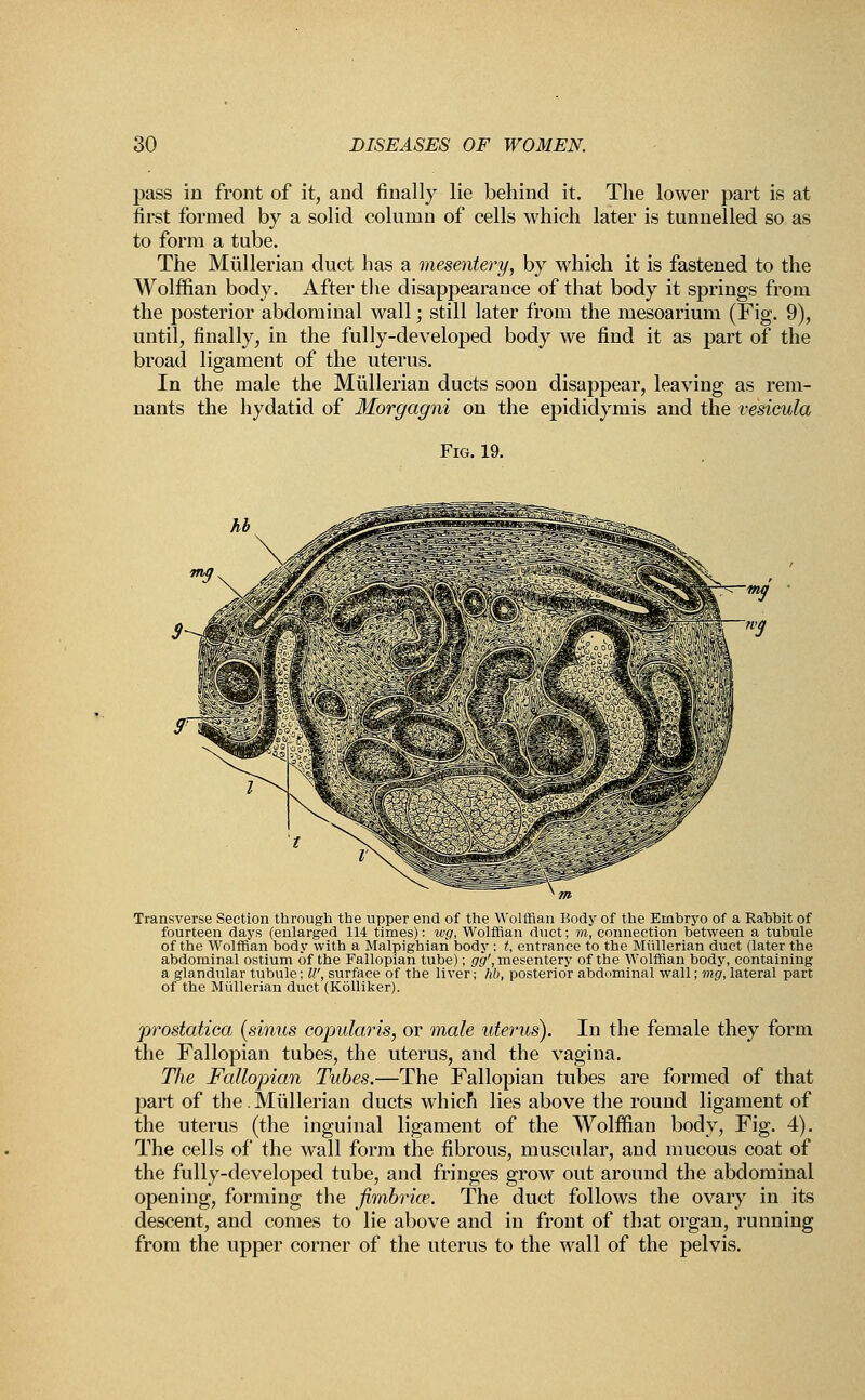 pass in front of it, and finally lie behind it. The lower part is at first formed by a solid column of cells which later is tunnelled so as to form a tube. The Mullerian duct has a mesentery, by which it is fastened to the Wolffian body. After the disappearance of that body it springs from the posterior abdominal wall; still later from the mesoarium (Fig. 9), until, finally, in the fully-developed body we find it as part of the broad ligament of the uterus. In the male the Mullerian ducts soon disappear, leaving as rem- nants the hydatid of Morgagni on the epididymis and the vesicula Fig. 19. Transverse Section through the upper end of the Wolffian Body of the Embryo of a Rabbit of fourteen days (enlarged 114 times): wg, Wolffian duct; m, connection between a tubule of the Wolffian body with a Malpighiari body : t, entrance to the Mullerian duct (later the abdominal ostium of the Fallopian tube); g'g', mesentery of the Wolffian body, containing a glandular tubule; IV, surface of the liver; lib, posterior abdominal wall; mg, lateral part of the Mullerian duct (Kolliker). prostatica (sinus copularis, or male uterus). In the female they form the Fallopian tubes, the uterus, and the vagina. The Fallopian Tubes.—The Fallopian tubes are formed of that part of the. Mullerian ducts which lies above the round ligament of the uterus (the inguinal ligament of the Wolffian body, Fig. 4). The cells of the wall form the fibrous, muscular, and mucous coat of the fully-developed tube, and fringes grow out around the abdominal opening, forming the fimbria?. The duct follows the ovary in its descent, and comes to lie above and in front of that organ, running from the upper corner of the uterus to the wall of the pelvis.