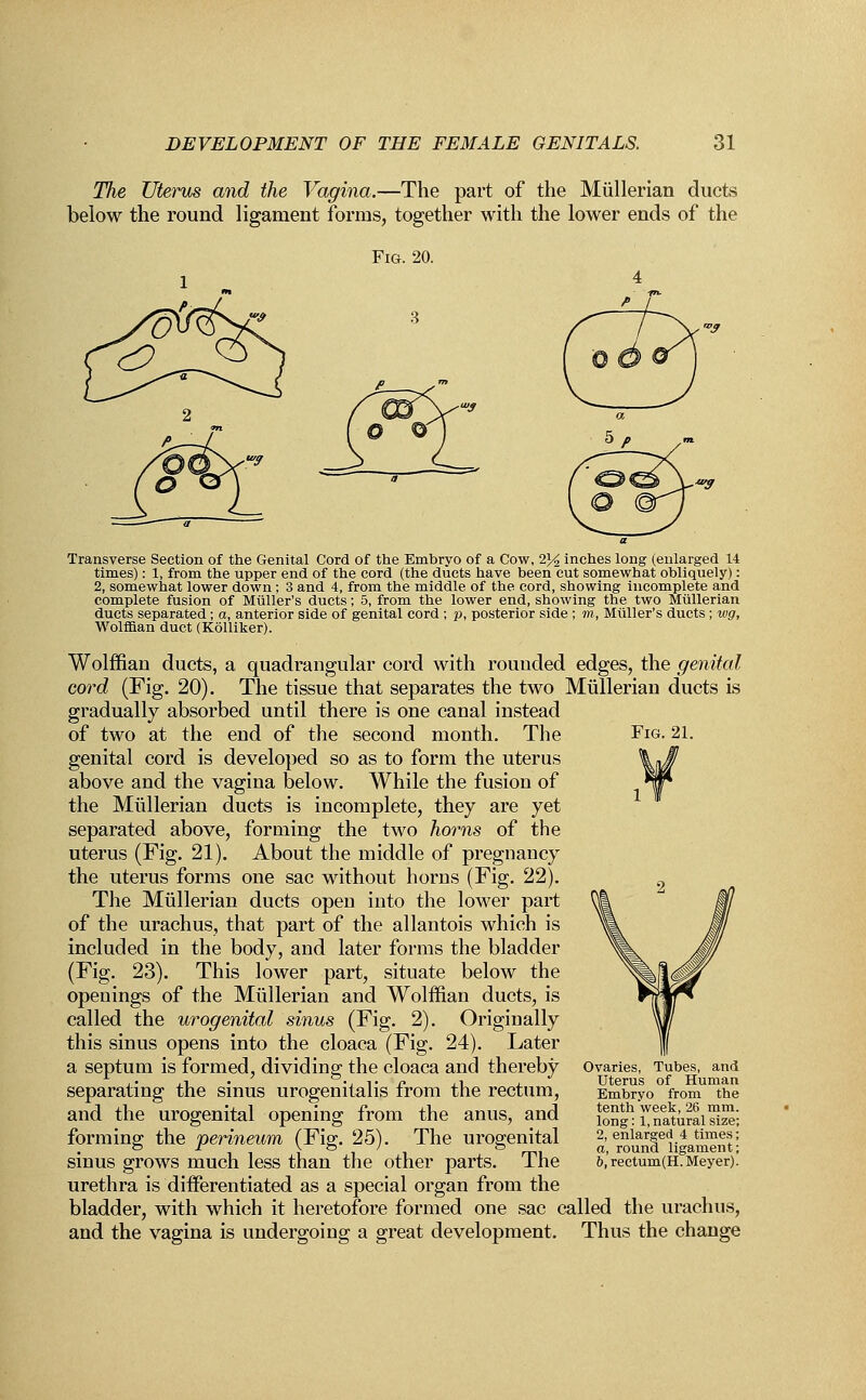 The Uterus and the Vagina.—The part of the Mullerian ducts below the round ligament forms, together with the lower ends of the Fig. 20. Fig. 21. Transverse Section of the Genital Cord of the Emhryo of a Cow, 2% inches long (enlarged 14 times): 1, from the upper end of the cord (the ducts have been cut somewhat obliquely): 2, somewhat lower down; 3 and 4, from the middle of the cord, showing incomplete and complete fusion of Miiller's ducts; 5, from the lower end, showing the two Mullerian ducts separated; a, anterior side of genital cord ; p, posterior side ; m, Miiller's ducts; wg, Wolffian duct (Kolliker). Wolffian ducts, a quadrangular cord with rounded edges, the genital cord (Fig. 20). The tissue that separates the two Mullerian ducts is gradually absorbed until there is one canal instead of two at the end of the second month. The genital cord is developed so as to form the uterus above and the vagina below. While the fusion of the Mullerian ducts is incomplete, they are yet separated above, forming the two horns of the uterus (Fig. 21). About the middle of pregnancy the uterus forms one sac without horns (Fig. 22). The Mullerian ducts open into the lower part of the urachus, that part of the allantois which is included in the body, and later forms the bladder (Fig. 23). This lower part, situate below the openings of the Mullerian and Wolffian ducts, is called the urogenital sinus (Fig. 2). Originally this sinus opens into the cloaca (Fig. 24). Later a septum is formed, dividing the cloaca and thereby separating the sinus urogenitalis from the rectum, and the urogenital opening from the anus, and forming the perineum (Fig. 25). The urogenital sinus grows much less than the other parts. The urethra is differentiated as a special organ from the bladder, with which it heretofore formed one sac called the urachus, and the vagina is undergoing a great development. Thus the change Ovaries, Tubes, and Uterus of Human Embryo from the tenth week, 26 mm. long: 1, natural size; 2, enlarged 4 times; a, round ligament; b, rectum(H. Meyer).