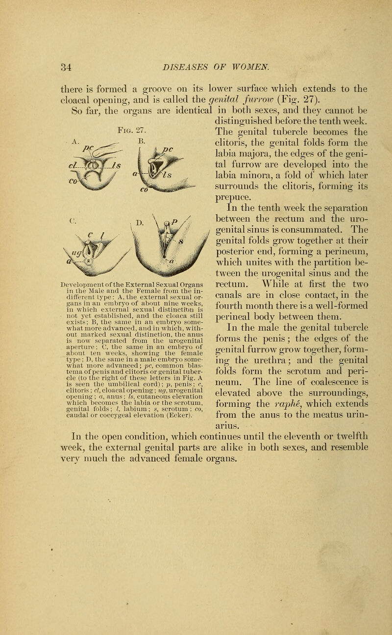 there is formed a groove on its lower surface which extends to the cloacal opening, and is called the genital furrow (Fig. 27). So far, the organs are identical in both sexes, and they cannot be distinguished before the tenth week. The genital tubercle becomes the clitoris, the genital folds form the labia majora, the edges of the geni- tal furrow are developed into the labia minora, a fold of which later surrounds the clitoris, forming its prepuce. In the tenth week the separation between the rectum and the uro- genital sinus is consummated. The genital folds grow together at their posterior end, forming a perineum, which unites with the partition be- tween the urogenital sinus and the rectum. While at first the two canals are in close contact, in the fourth month there is a well-formed perineal body between them. In the male the genital tubercle forms the penis; the edges of the genital furrow grow together, form- ing the urethra; and the genital folds form the scrotum and peri- neum. The line of coalescence is elevated above the surroundings, forming the raphe, which extends from the anus to the meatus urin- arius. In the open condition, which continues until the eleventh or twelfth week, the external genital parts are alike in both sexes, and resemble very much the advanced female organs. Development of the External Sexual Organs in the Male and the Female from the in- different type: A, the external sexual or- gans in an embryo of about nine weeks, in which external sexual distinction is not yet established, and the cloaca still exists; B, the same in an embryo some- what more advanced, and in which, with- out marked sexual distinction, the anus is now separated from the urogenital aperture; C, the same in an embryo of about ten weeks, showing the female type; D, the same in a male embryo some- what more advanced; pc, common blas- tema of penis and clitoris or genital tuber- cle (to the right of these letters in Fig. A is seen the umbilical cord); p, penis; c, clitoris ; cl, cloacal opening; ug, urogenital opening ; a, anus ; Is, cutaneous elevation which becomes the labia or the scrotum, genital folds; I, labium; s, scrotum ; co, caudal or coccygeal elevation (Ecker).