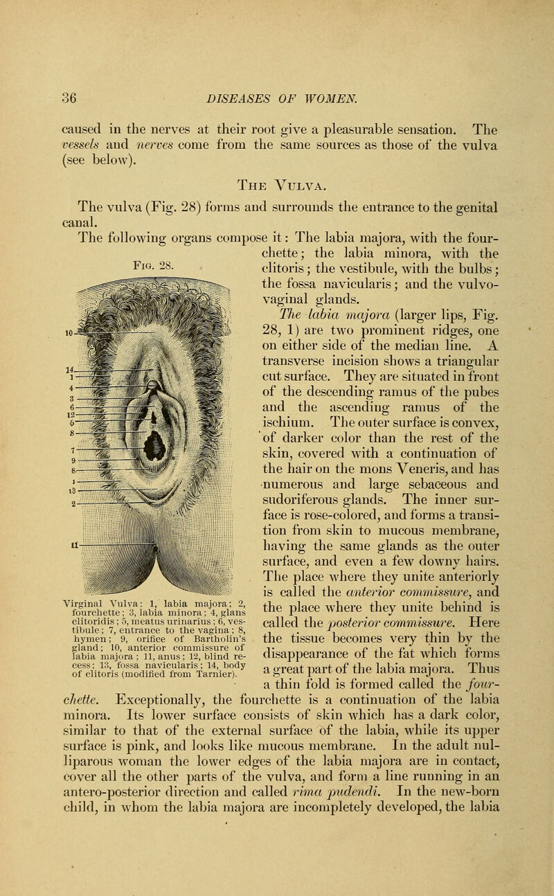 Fig. 28. caused in the nerves at their root give a pleasurable sensation. The ■vessels and nerves come from the same sources as those of the vulva (see below). The Vulva. The vulva (Fig. 28) forms and surrounds the entrance to the genital canal. The following organs compose it: The labia majora, with the four- chette; the labia minora, with the clitoris; the vestibule, with the bulbs; the fossa navicularis; and the vulvo- vaginal glands. The labia major a (larger lips, Fig. 28, 1) are two prominent ridges, one on either side of the median line. A transverse incision shows a triangular cut surface. They are situated in front of the descending ramus of the pubes and the ascending ramus of the ischium. The outer surface is convex, of darker color than the rest of the skin, covered with a continuation of the hair on the mons Veneris, and has ■numerous and large sebaceous and sudoriferous glands. The inner sur- face is rose-colored, and forms a transi- tion from skin to mucous membrane, having the same glands as the outer surface, and even a few downy hairs. The place where they unite anteriorly is called the anterior commissw^e, and the place where they unite behind is called the posterior commissm'e. Here the tissue becomes very thin by the disappearance of the fat which forms a great part of the labia majora. Thus a thin fold is formed called the four- Exceptionally, the fourchette is a continuation of the labia minora. Its lower surface consists of skin which has a dark color, similar to that of the external surface of the labia, while its upper surface is pink, and looks like mucous membrane. In the adult nul- liparous woman the lower edges of the labia majora are in contact, cover all the other parts of the vulva, and form a line running in an antero-posterior direction and called rima pudendi. In the new-born child, in whom the labia majora are incompletely developed, the labia Virginal Vulva: 1, labia majora; 2, fourchette; 3, labia minora; 4, glans elitoridis; 5, meatus urinarius ; 6, ves- tibule ; 7, entrance to the vagina ; 8, hymen; 9, orifice of Bartholin's gland; 10, anterior commissure of labia majora ; 11, anus; 12, blind re- cess ; 13, fossa navicularis; 14, body of clitoris (modified from Tarnier). chette.