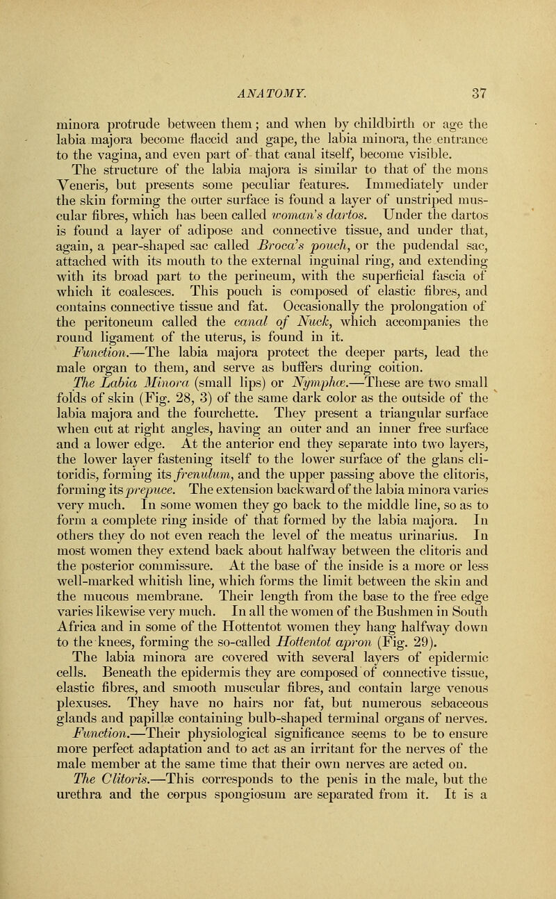 minora protrude between them; and when by childbirth or age the labia majora become flaccid and gape, the labia minora, the entrance to the vagina, and even part of that canal itself, become visible. The structure of the labia majora is similar to that of the mons Veneris, but presents some peculiar features. Immediately under the skin forming the outer surface is found a layer of unstriped mus- cular fibres, which has been called woman's dartos. Under the dartos is found a layer of adipose and connective tissue, and under that, again, a pear-shaped sac called Broca's pouch, or the pudendal sac, attached with its mouth to the external inguinal ring, and extending with its broad part to the perineum, with the superficial fascia of which it coalesces. This pouch is composed of elastic fibres, and contains connective tissue and fat. Occasionally the prolongation of the peritoneum called the canal of Nuck, which accompanies the round ligament of the uterus, is found in it. Function.—The labia majora protect the deeper parts, lead the male organ to them, and serve as buffers during coition. The Labia Minora (small lips) or Nymphaz.—These are two small folds of skin (Fig. 28, 3) of the same dark color as the outside of the labia majora and the fourchette. They present a triangular surface when cut at right angles, having an outer and an inner free surface and a lower edge. At the anterior end they separate into two layers, the lower layer fastening itself to the lower surface of the glans cli- toridis, forming its frenulum, and the upper passing above the clitoris, forming its prepuce. The extension backward of the labia minora varies very much. In some women they go back to the middle line, so as to form a complete ring inside of that formed by the labia majora. In others they do not even reach the level of the meatus urinarius. In most women they extend back about halfway between the clitoris and the posterior commissure. At the base of the inside is a more or less well-marked whitish line, which forms the limit between the skin and the mucous membrane. Their length from the base to the free edge varies likewise very much. In all the women of the Bushmen in South Africa and in some of the Hottentot women they hang halfway down to the knees, forming the so-called Hottentot apron (Fig. 29). The labia minora are covered with several layers of epidermic cells. Beneath the epidermis they are composed of connective tissue, elastic fibres, and smooth muscular fibres, and contain large venous plexuses. They have no hairs nor fat, but numerous sebaceous glands and papillae containing bulb-shaped terminal organs of nerves. Function.—Their physiological significance seems to be to ensure more perfect adaptation and to act as an irritant for the nerves of the male member at the same time that their own nerves are acted on. The Clitoris.—This corresponds to the penis in the male, but the urethra and the corpus spongiosum are separated from it. It is a