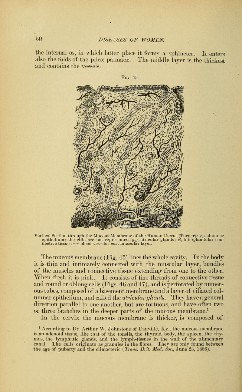 the internal os, in which latter place it forms a sphincter. It enters also the folds of the plicae palniatse. The middle layer is the thickest and contains the vessels. Fig. 45. Vertical Section through the Mucous Membrane of the Human Uterus (Turner): e, columnar epithelium; the cilia are not represented; g,g, utricular glands; ct, interglandular con- nective tissue ; v,v, blood-vessels; mm, muscular layer. The mucous membrane (Fig. 45) lines the whole cavity. In the body it is thin and intimately connected with the muscular layer, bundles of the muscles and connective tissue extending from one to the other. When fresh it is pink. It consists of fine threads of connective tissue and round or oblong cells (Figs. 46 and 47), and is perforated by numer- ous tubes, composed of a basement membrane and a layer of ciliated col- umnar epithelium, and called the utricular glands. They have a general direction parallel to one another, but are tortuous, and have often two or three branches in the deeper parts of the mucous membrane.1 In the cervix the mucous membrane is thicker, is composed of 1 According to Dr. Arthur W. Johnstone of Danville, Ky., the mucous membrane is an adenoid tissue, like that of the tonsils, the thyroid body, the spleen, the thy- mus, the lymphatic glands, and the lymph-tissues in the wall of the alimentary canal. The cells originate as granules in the fibres. They are only found between the age of puberty and the climacteric {Trans. Brit. Med. Soc, June 23, 1886).