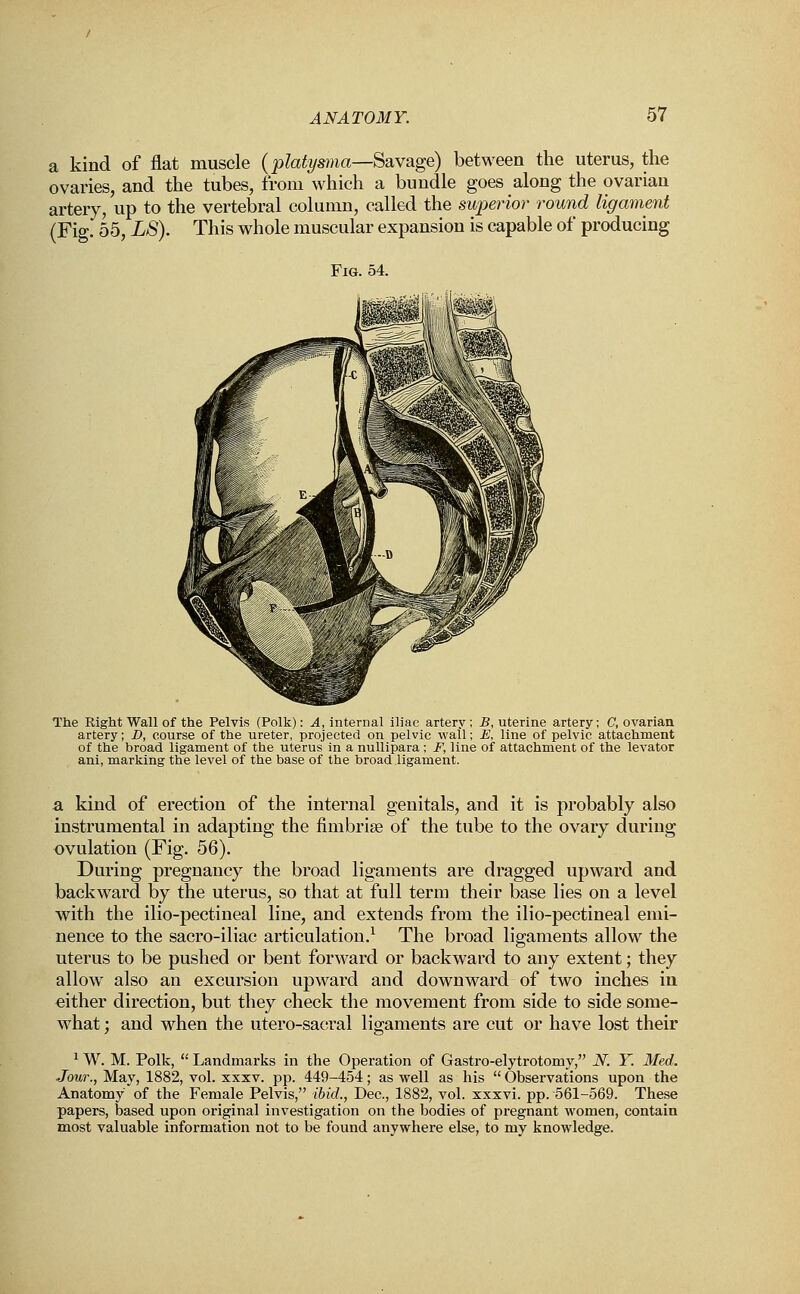 a kind of flat muscle (platysma—Savage) between the uterus, the ovaries, and the tubes, from which a bundle goes along the ovarian artery, up to the vertebral column, called the superior round ligament (Fig. 55, LS). This whole muscular expansion is capable of producing Fig. 54. The Right Wall of the Pelvis (Polk): A, internal iliac artery ; B, uterine artery; C, ovarian artery; D, course of the ureter, projected on pelvic wall; E, line of pelvic attachment of the broad ligament of the uterus in a nullipara ; F, line of attachment of the levator ani, marking the level of the base of the broad ligament. a kind of erection of the internal genitals, and it is probably also instrumental in adapting the fimbriae of the tube to the ovary during ovulation (Fig. 56). During pregnancy the broad ligaments are dragged upward and backward by the uterus, so that at full term their base lies on a level with the ilio-pectineal line, and extends from the ilio-pectineal emi- nence to the sacro-iliac articulation.1 The broad ligaments allow the uterus to be pushed or bent forward or backward to any extent; they allow also an excursion upward and downward of two inches in either direction, but they check the movement from side to side some- what ; and when the utero-sacral ligaments are cut or have lost their 1 W. M. Polk,  Landmarks in the Operation of Gastro-elytrotoniy, N. Y. Med. Jour., May, 1882, vol. xxxv. pp. 449-454; as well as his  Observations upon the Anatomy of the Female Pelvis, ibid., Dec, 1882, vol. xxxvi. pp. 561-569. These papers, based upon original investigation on the bodies of pregnant women, contain most valuable information not to be found anywhere else, to my knowledge.