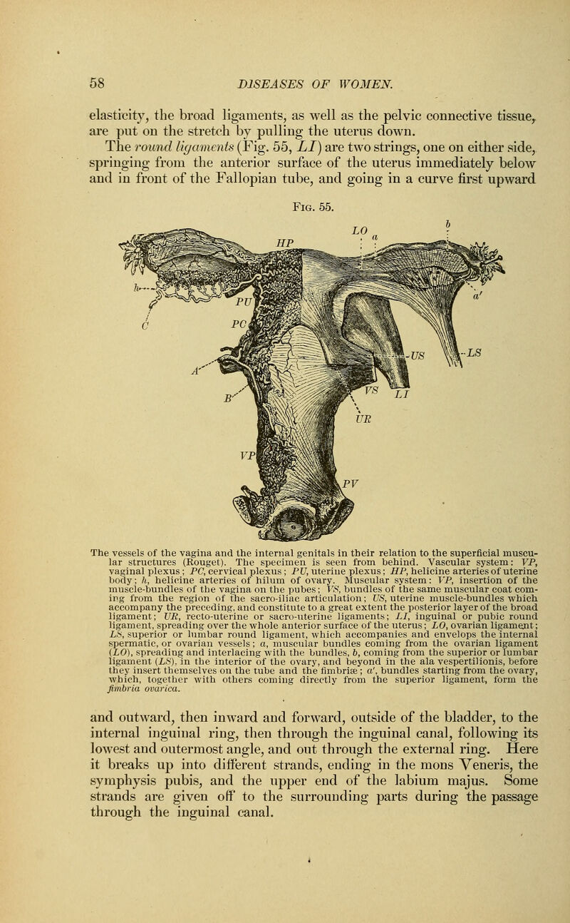 elasticity, the broad ligaments, as well as the pelvic connective tissuey are put on the stretch by pulling the uterus down. The round ligaments (Fig. 55, LI) are two strings, one on either side, springing from the anterior surface of the uterus immediately below and in front of the Fallopian tube, and going in a curve first upward Fig. 55. The vessels of the vagina and the internal genitals in their relation to the superficial muscu- lar structures (Rouget). The specimen is seen from behind. Vascular system: VP, vaginal plexus; PC, cervical plexus; PU, uterine plexus; HP, helicine arteries of uterine body; h, helicine arteries of hilum of ovary. Muscular system: VP, insertion of the muscle-bundles of the vagina on the pubes; VS, bundles of the same muscular coat com- ing from the region of the sacro-iliac articulation; US, uterine muscle-bundles which accompany the preceding, and constitute to a great extent the posterior layer of the broad ligament; UP, recto-uterine or sacro-uterine ligaments; LI, inguinal or pubic round ligament, spreading over the whole anterior surface of the uterus; LO, ovarian ligament; LS, superior or lumbar round ligament, which accompanies and envelops the internal spermatic, or ovarian vessels; a, muscular bundles coming from the ovarian ligament (LO), spreading and interlacing with the bundles, 6, coming from the superior or lumbar ligament (LS), in the interior of the ovary, and beyond in the ala vespertilionis, before they insert themselves on the tube and the fimbriae ; a', bundles starting from the ovary, which, together with others coming directly from the superior ligament, form the fimbria ovarica. and outward, then inward and forward, outside of the bladder, to the internal inguinal ring, then through the inguinal canal, following its lowest and outermost angle, and out through the external ring. Here it breaks up into different strands, ending in the mons Veneris, the symphysis pubis, and the upper end of the labium majus. Some strands are given off to the surrounding parts during the passage through the inguinal canal.