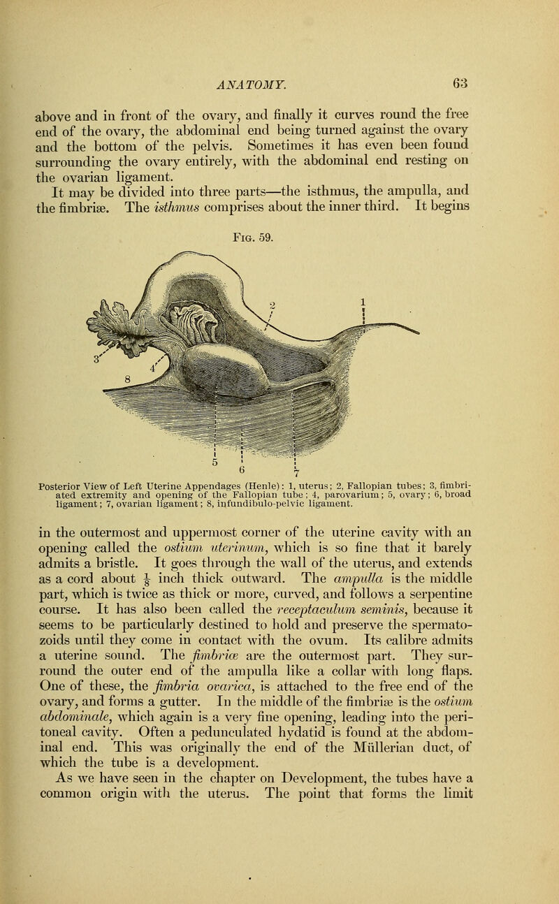 above and in front of the ovary, and finally it curves round the free end of the ovary, the abdominal end being turned against the ovary and the bottom of the pelvis. Sometimes it has even been found surrounding the ovary entirely, with the abdominal end resting on the ovarian ligament. It may be divided into three parts—the isthmus, the ampulla, and the fimbria?. The isthmus comprises about the inner third. It begins Fig. 59. pi ^~- _*-trSS>i f r  Posterior View of Left Uterine Appendages (Henle): 1, uterus; 2, Fallopian tubes; 3, fimbri- ated extremity and opening of the Fallopian tube; 4, parovarium; 5, ovary; 6, broad ligament; 7, ovarian ligament; 8, infundibulo-pelvic ligament. in the outermost and uppermost corner of the uterine cavity with an opening called the ostium uterinum, which is so fine that it barely admits a bristle. It goes through the wall of the uterus, and extends as a cord about ^ inch thick outward. The ampulla is the middle part, which is twice as thick or more, curved, and follows a serpentine course. It has also been called the receptaculum seminis, because it seems to be particularly destined to hold and preserve the spermato- zoids until they come in contact with the ovum. Its calibre admits a uterine sound. The fimbriae are the outermost part. They sur- round the outer end of the ampulla like a collar with long flaps. One of these, the fimbria ovarica, is attached to the free end of the ovary, and forms a gutter. In the middle of the fimbriae is the ostium abdominale, which again is a very fine opening, leading into the peri- toneal cavity. Often a pedunculated hydatid is found at the abdom- inal end. This was originally the end of the Miillerian duct, of which the tube is a development. As we have seen in the chapter on Development, the tubes have a common origin with the uterus. The point that forms the limit