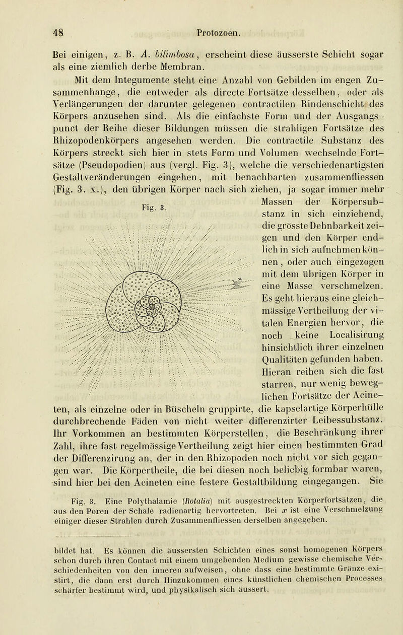 Bei einigen, z. B. A. bäimbosa, erscheint diese äusserste Schicht sogar als eine ziemlich derbe Membran. Mit dem Integumente steht eine Anzahl von Gebilden im engen Zu- sammenhange, die entweder als directe Fortsätze desselben, oder als Verlangerungen der darunter gelegenen contractilen Bindenschicht des Körpers anzusehen sind. Als die einfachste Form und der Ausgangs punct der Beihe dieser Bildungen müssen die strahligen Fortsätze des Bhizopodenkörpers angesehen werden. Die contractile Substanz des Körpers streckt sich hier in stets Form und Volumen wechselnde Fort- sätze (Pseudopodien) aus (vergl. Fig. 3), welche die verschiedenartigsten Gestaltveränderungen eingehen, mit benachbarten zusammenfliessen (Fig. 3. x.), den übrigen Körper nach sich ziehen, ja sogar immer mehr ^. . Massen der Körpersub- Fig. 3. . , . \ , stanz in sich einziehend, .. ... die grösste Dehnbarkeit zei- . gen und den Körper end- ■.'v\\\ . .•,.- lieh in sich aufnehmen kön- ... nen , oder auch eingezogen mit dem übrigen Körper in v /:::::3fe=*'-; eine Masse verschmelzen. Es geht hieraus eine gleich- £;.£:::•'.'.::; massige Vertheilung der vi- >•'*'•■■•:•'.• talen Energien hervor, die :;.:.'. noch keine Localisirung hinsichtlich ihrer einzelnen yy:;^/-f- • - ^ \\\\ \ -\' .': , Qualitäten gefunden haben. *'•#'//• Hieran reihen sich die fast 7 0 starren, nur wenig beweg- lichen Fortsätze der Acine- ten, als einzelne oder in Büscheln gruppirte, die kapselartige Körperhülle durchbrechende Fäden von nicht weiter difl'erenzirter Leibessubstanz. Ihr Vorkommen an bestimmten Körperstellen, die Beschränkung ihrer Zahl, ihre fast regelmässige Vertheilung zeigt hier einen bestimmten Grad der Differenzirung an, der in den Bhizopoden noch nicht vor sich gegan- gen war. Die Körpertheile, die bei diesen noch beliebig formbar waren, sind hier bei den Acineten eine festere Gestaltbildung eingegangen. Sie Fig. 3. Eine Polythalamie (Rotalia) mit ausgestreckten Körperfortsätzen, die aus den Poren der Schale radienartig hervortreten. Bei x ist eine Verschmelzung einiger dieser Strahlen durch Zusammenlliessen derselben angegeben. bildet hat. Es können die äussersten Schichten eines sonst homogenen Körpers schon durch ihren Contact mit einem umgebenden Medium gewisse chemische Ver~ schiedenheiten von den inneren aufweisen, ohne dass eine bestimmte Gränze exi- stirt, die dann erst durch Hinzukommen eines künstlichen chemischen Processes schärfer bestimmt wird, und physikalisch sich äussert.