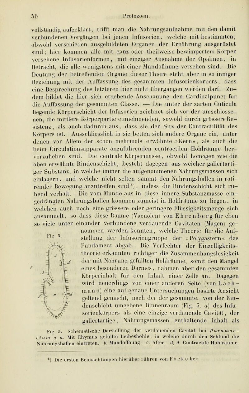 vollständig aufgeklärt, trifft man die Nahrungsaufnahme mit den damit verbundenen Vorgängen bei jenen Infusorien, welche mitbestimmten, obwohl verschieden ausgebildeten Organen der Ernährung ausgerüstet sind; hier kommen alle mit ganz oder theilweise bewimpertem Körper versehene Infusorienformen, mit einziger Ausnahme der Opalinen, in Betracht, die alle wenigstens mit einer Mundöffnung versehen sind. Die Deutung der betreffenden Organe dieser Thiere steht aber in so inniger Beziehung mit der Auffassung des gesammten Infusorienkörpers, dass eine Besprechung des letzteren hier nicht übergangen werden darf. Zu- dem bildet die hier sich ergebende Anschauung den Cardinalpunct für die Auffassung der gesammten Classe. — Die unter der zarten Cuticula liegende Körperschicht der Infusorien zeichnet sich vor der umschlosse- nen, die mittlere Körperpartie einnehmenden, sowohl durch grössereBe- sistenz, ais auch dadurch aus, dass sie der Sitz der Contractilität des Körpers ist. Ausschliesslich in sie betten sich andere Organe ein, unter denen vor Allem der schon mehrmals erwähnte »Kern«, als auch die beim Circulationsapparate anzuführenden contractilen Hohlräume her- vorzuheben sind. Die centrale Körpermasse, obwohl homogen wie die oben erwähnte Bindenschicht, besteht dagegen aus weicher gallertarti- ger Substanz, in welche immer die aufgenommenen Nahrungsmassen sich einlagern, und welche nicht selten sammt den Nahrungsballen in roti- render Bewegung anzutreffen sind*), indess die Bindenschicht sich ru- hend verhält. Die vom Munde aus in diese innere Substanzmasse ein- gedrängten Nahrungsballen kommen zumeist in Hohlräume zu liegen, in welchen auch noch eine grössere oder geringere Flüssigkeitsmenge sich ansammelt, so dass diese Bäume (Vacuolen) von Ehrenberg für eben so viele unter einander verbundene verdauende Cavitäten (Magen) ge- nommen werden konnten, welche Theorie für die Auf- stellung der Infusoriengruppe der »Polygastern« das Fundament abgab. Die Verfechter der Einzelligkeits- theorie erkannten richtiger die Zusammenhangslosigkeit der mit Nahrung gefüllten Hohlräume, somit den Mangel eines besonderen Darmes, nahmen aber den gesammten Körperinhalt für den Inhalt einer Zelle an. Dagegen wird neuerdings von einer anderen Seite (von Lach- mann) eine auf genaue Untersuchungen basirte Ansicht geltend gemacht, nach der der gesammte, von der Bin- denschicht umgebene Binnenraum (Fig. 5. a) des Infu- sorienkörpers als eine einzige verdauende Cavität, der gallertartige, Nahrungsinassen enthaltende Inhalt als Fig. 5. Schetnatische Darstellung der verdauenden Cavität bei Paramae- cium a a. Mit Chymus gefüllte Leibeshöhle, in welche durch den Schlund die Nahrungsballen eintreten, b. Mundöffnung, c. After, d, d. Contractile Hohlräume. *) Die ersten Beobachtungen hierüber rühren von Pocke her.