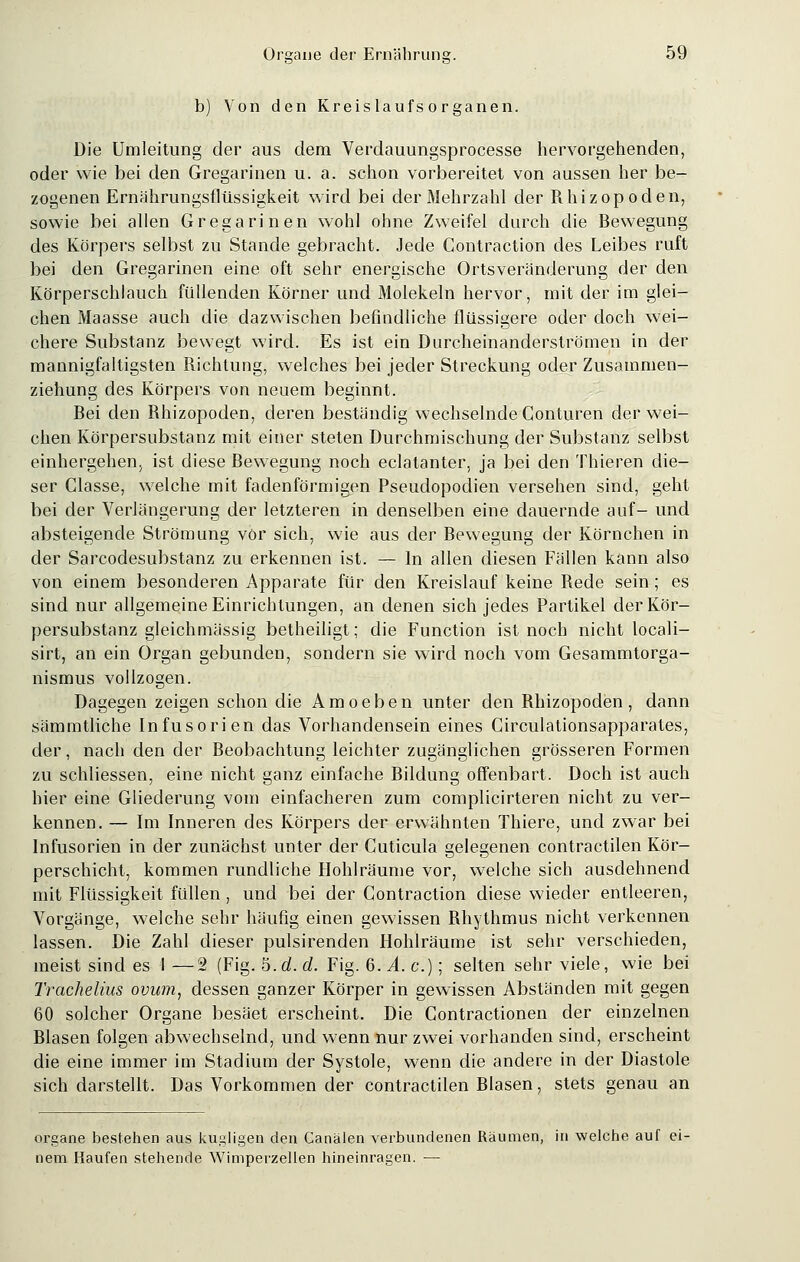 b) Von den Kreislaufs Organen. Die Umleitung der aus dem Verdauungsprocesse hervorgehenden, oder wie bei den Gregarinen u. a. schon vorbereitet von aussen her be- zogenen Ernährungsflüssigkeit wird bei der Mehrzahl der Rhizopoden, sowie bei allen Gregarinen wohl ohne Zweifel durch die Bewegung des Körpers selbst zu Stande gebracht. Jede Contraction des Leibes ruft bei den Gregarinen eine oft sehr energische Ortsveränderung der den Körperschlauch füllenden Körner und Molekeln hervor, mit der im glei- chen Maasse auch die dazwischen befindliche flüssigere oder doch wei- chere Substanz bewegt wird. Es ist ein Durcheinanderströmen in der mannigfaltigsten Richtung, welches bei jeder Streckung oder Zusammen- ziehung des Körpers von neuem beginnt. Bei den Rhizopoden, deren beständig wechselnde Gonturen der wei- chen Körpersubstanz mit einer steten Durchmischung der Substanz selbst einhergehen, ist diese Bewegung noch eclatanter, ja bei den Thieren die- ser Classe, welche mit fadenförmigen Pseudopodien versehen sind, geht bei der Verlängerung der letzteren in denselben eine dauernde auf- und absteigende Strömung vor sich, wie aus der Bewegung der Körnchen in der Sarcodesubstanz zu erkennen ist. — In allen diesen Fällen kann also von einem besonderen Apparate für den Kreislauf keine Rede sein; es sind nur allgemeine Einrichtungen, an denen sich jedes Partikel der Kör- persubstanz gleichmässig betheiligt; die Function ist noch nicht locali- sirt, an ein Organ gebunden, sondern sie wird noch vom Gesammtorga- nismus vollzogen. Dagegen zeigen schon die Amoeben unter den Rhizopoden, dann sämmtliche Infusorien das Vorhandensein eines Circulationsapparates, der, nach den der Beobachtung leichter zugänglichen grösseren Formen zu schliessen, eine nicht ganz einfache Bildung offenbart. Doch ist auch hier eine Gliederung vom einfacheren zum complicirteren nicht zu ver- kennen. — Im Inneren des Körpers der erwähnten Thiere, und zwar bei Infusorien in der zunächst unter der Guticula gelegenen contractilen Kör- perschicht, kommen rundliche Hohlräume vor, welche sich ausdehnend mit Flüssigkeit füllen , und bei der Contraction diese wieder entleeren, Vorgänge, welche sehr häufig einen gewissen Bhythmus nicht verkennen lassen. Die Zahl dieser pulsirenden Hohlräume ist sehr verschieden, meist sind es 1 —2 (Fig. 6.d. d. Fig. 6. A.c.)] selten sehr viele, wie bei Trachelius ovum, dessen ganzer Körper in gewissen Abständen mit gegen 60 solcher Organe besäet erscheint. Die Contractionen der einzelnen Blasen folgen abwechselnd, und wenn nur zwei vorhanden sind, erscheint die eine immer im Stadium der Systole, wenn die andere in der Diastole sich darstellt. Das Vorkommen der contractilen Blasen, stets genau an organe bestehen aus kugligen den Canälen verbundenen Räumen, in welche auf ei- nem Kaufen stehende Wimperzellen hineinragen. —