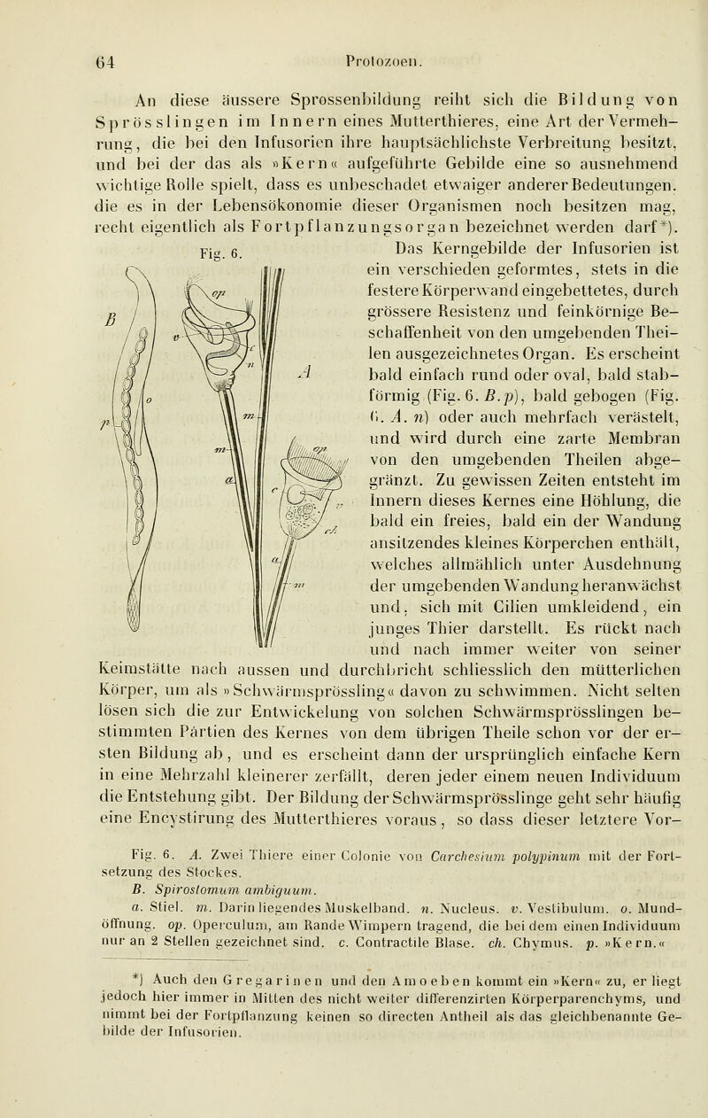 An diese äussere Sprossenbildung reiht sich die Bildung von Sprösslingen im Innern eines Mutterthieres, eine Art der Vermeh- rung, die bei den Infusorien ihre hauptsächlichste Verbreitung besitzt, und bei der das als »Kern« aufgeführte Gebilde eine so ausnehmend wichtige Rolle spielt, dass es unbeschadet etwaiger anderer Bedeutungen, die es in der Lebensökonomie dieser Organismen noch besitzen mag, recht eigentlich als Fortpflanzungsorgan bezeichnet werden darf*). Das Kerngebilde der Infusorien ist ein verschieden geformtes, stets in die festere Körperwand eingebettetes, durch grössere Resistenz und feinkörnige Be- schaffenheit von den umgebenden Thei- len ausgezeichnetes Organ. Es erscheint bald einfach rund oder oval, bald stab- förmig (Fig. 6. B.p), bald gebogen (Fig. (i. A. n) oder auch mehrfach verästelt, und wird durch eine zarte Membran von den umgebenden Theilen abge- gränzt. Zu gewissen Zeiten entsteht im Innern dieses Kernes eine Höhlung, die bald ein freies, bald ein der Wandung ansitzendes kleines Körperchen enthält, welches allmählich unter Ausdehnung der umgebenden Wandung heranwächst und, sich mit Cilien umkleidend, ein junges Thier darstellt. Es rückt nach und nach immer weiter von seiner Keimstätte nach aussen und durchbricht schliesslich den mütterlichen Körper, um als »Schwärmsprössling« davon zu schwimmen. Nicht selten lösen sich die zur Entwickelung von solchen Schwärmsprösslingen be- stimmten Partien des Kernes von dem übrigen Theile schon vor der er- sten Bildung ab, und es erscheint dann der ursprünglich einfache Kern in eine Mehrzahl kleinerer zerfällt, deren jeder einem neuen Individuum die Entstehung gibt. Der Bildung der Schwärmsprösslinge geht sehr häufig eine Encystirung des Mutterthieres voraus, so dass dieser letztere Vor- Fig. 6. A. Zwei Thi.ere einer Colonie von Carchesiam polypinum mit der Fort- setzung des Stockes. B. Spiroslomum ambignum. a. Stiel, m. Darin liegendes Muskelband. n. Nucleus. v. Vestibulum. o. Mund- öffnung, op. Operculum, am Rande Wimpern tragend, die bei dem einen Individuum nur an 2 Stellen gezeichnet sind. c. Gontractile Blase, eh. Chymus. p. »Kern.« *) Auch den Gregarinen und den Amoeben kommt ein »Kern« zu, er liegt jedoch hier immer in Mitten des nicht weiter differenzirten Körperparenchyms, und nimmt bei der Fortpflanzung keinen so directen Antheil als das gleichbenannte Ge- bilde der Infusorien.
