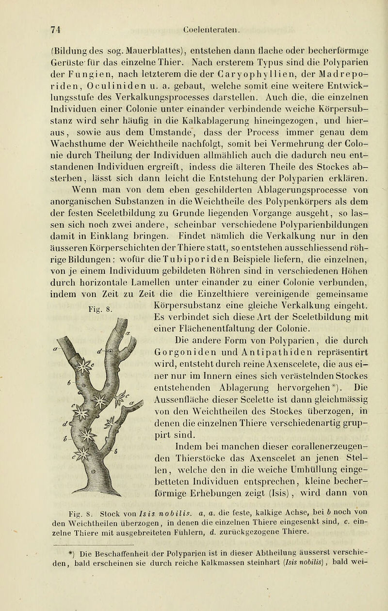 (Bildungdes sog.Mauerblattes), entstehen dann flache oder becherförmige Gerüste-für das einzelne Thier. Nach ersterem Typus sind die Polyparien der Fungien, nach letzterem die der Caryophyllien, der Madrepo- riden, Oculinidenu. a. gebaut, welche somit eine weitere Entwick- lungsstufe des Verkalkungsprocesses darstellen. Auch die, die einzelnen Individuen einer Colonie unter einander verbindende weiche Körpersub- stanz wird sehr häufig in die Kalkablagerung hineingezogen, und hier- aus, sowie aus dem Umstände, dass der Process immer genau dem Wachsthume der Weichtheile nachfolgt, somit bei Vermehrung der Colo- nie durch Theilung der Individuen allmählich auch die dadurch neu ent- standenen Individuen ergreift, indess die älteren Theile des Stockes ab- sterben, lässt sich dann leicht die Entstehung der Polyparien erklären. Wenn man von dem eben geschilderten Ablagerungsprocesse von anorganischen Substanzen in die Weichtheile des Polypenkörpers als dem der festen Sceletbildung zu Grunde liegenden Vorgange ausgeht, so las- sen sich noch zwei andere, scheinbar verschiedene Polyparienbildungen damit in Einklang bringen. Findet nämlich die Verkalkung nur in den äusseren Körperschichten der Thiere statt, so entstehen ausschliessend röh- rige Bildungen: wofür dieTubiporiden Beispiele liefern, die einzelnen, von je einem Individuum gebildeten Röhren sind in verschiedenen Höhen durch horizontale Lamellen unter einander zu einer Colonie verbunden, indem von Zeit zu Zeit die die Einzelthiere vereinigende gemeinsame Körpersubstanz eine gleiche Verkalkung eingeht. Es verbindet sich diese Art der Sceletbildung mit einer Flächenentfaltung der Colonie. Die andere Form von Polyparien, die durch Gorgoniden und Antipathiden repräsentirt wird, entsteht durch reine Axenscelete, die aus ei- ner nur im Innern eines sich verästelnden Stockes entstehenden Ablagerung hervorgehen*). Die Aussenfläche dieser Scelette ist dann gleichmässig von den Weichtheilen des Stockes überzogen, in denen die einzelnen Thiere verschiedenartig grup- pirt sind. Indem bei manchen dieser corallenerzeugen- den Thierstöcke das Axenscelet an jenen Stel- len , welche den in die weiche Umhüllung einge- betteten Individuen entsprechen, kleine becher- förmige Erhebungen zeigt (Isis), wird dann von Fig. 8. Stock von Isis nobilis. a, a. die feste, kalkige Achse, bei b noch von den Weichtheilen überzogen, in denen die einzelnen Thiere eingesenkt sind, c. ein- zelne Thiere mit ausgebreiteten Fühlern, d. zurückgezogene Thiere. *) Die Beschaffenheit der Polyparien ist in dieser Abtheilung äusserst verschie- den, bald erscheinen sie durch reiche Kalkmassen steinhart {Isis nobilis), bald wei-