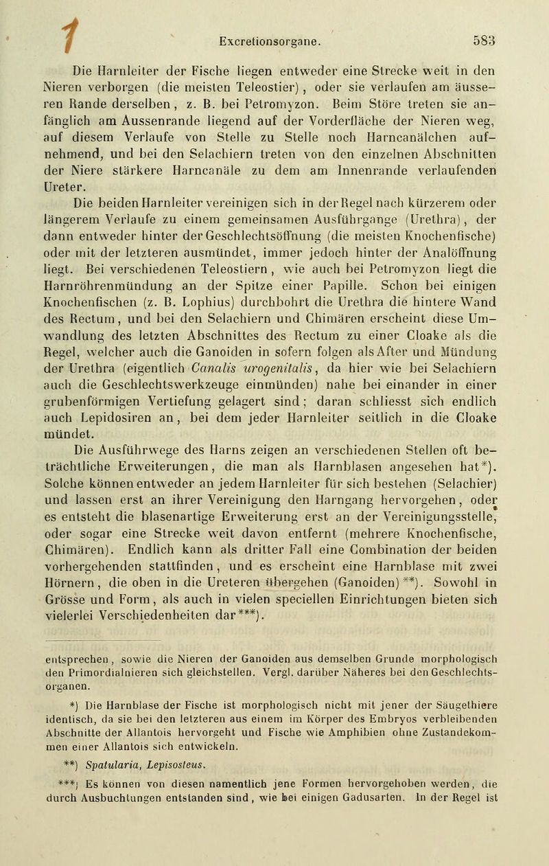 1 Die Harnleiter der Fische liegen entweder eine Strecke weit in den Nieren verborgen (die meisten Teleostier) , oder sie verlaufen am äusse- ren Rande derselben, z. B. bei Petromyzon. Beim Störe treten sie an- fänglich am Aussenrande liegend auf der Vorderfläche der Nieren weg, auf diesem Verlaufe von Stelle zu Stelle noch Harncanälchen auf- nehmend, und bei den Selachiern treten von den einzelnen Abschnitten der Niere stärkere Harncanäle zu dem am Innenrande verlaufenden Ureter. Die beiden Harnleiter vereinigen sich in der Regel nach kürzerem oder längerem Verlaufe zu einem gemeinsamen Ausführgange (Urethra), der dann entweder hinter der Geschlechtsöffnung (die meisten Knochenfische) oder mit der letzteren ausmündet, immer jedoch hinter der Analöffnung liegt. Bei verschiedenen Teleostjern , wie auch bei Petromyzon liegt die Harnröhrenmündung an der Spitze einer Papille. Schon bei einigen Knochenfischen (z. B. Lophius) durchbohrt die Urethra die hintere Wand des Rectum, und bei den Selachiern und Chimären erscheint diese Um- wandlung des letzten Abschnittes des Rectum zu einer Cloake als die Regel, welcher auch die Ganoiden in sofern folgen als After und Mündung der Urethra (eigentlich Canalis urogenitalis, da hier wie bei Selachiern auch die Geschlechtswerkzeuge einmünden) nahe bei einander in einer grubenförmigen Vertiefung gelagert sind; daran schliesst sich endlich auch Lepidosiren an , bei dem jeder Harnleiter seitlich in die Cloake mündet. Die Ausführwege des Harns zeigen an verschiedenen Stellen oft be- trächtliche Erweiterungen, die man als Harnblasen angesehen hat*). Solche können entweder an jedem Harnleiter für sich bestehen (Selachier) und lassen erst an ihrer Vereinigung den Harngang hervorgehen, oder es entsteht die blasenartige Erweiterung erst an der Vereinigungsstelle, oder sogar eine Strecke weit davon entfernt (mehrere Knochenfische, Chimären). Endlich kann als dritter Fall eine Combination der beiden vorhergehenden stattfinden , und es erscheint eine Harnblase mit zwei Hörnern, die oben in die Ureteren übergehen (Ganoiden)**). Sowohl in Grösse und Form, als auch in vielen speciellen Einrichtungen bieten sich vielerlei Verschiedenheiten dar***). entsprechen, sowie die Nieren der Ganoiden aus demselben Grunde morphologisch den Primordialnieren sich gleichstellen. Vergl. darüber Näheres bei den Geschlechts- organen. *) Die Harnblase der Fische ist morphologisch nicht mit jener der Säugethiere identisch, da sie bei den letzteren aus einem im Körper des Embryos verbleibenden Abschnitte der Allantois hervorgeht und Fische wie Amphibien ohne Zustandekom- men einer Allantois sich entwickeln. **) Spatularia, Lepisosteus. ***} Es können von diesen namentlich jene Formen hervorgehoben werden, die durch Ausbuchtungen entstanden sind, wie bei einigen Gadusarten. In der Regel ist