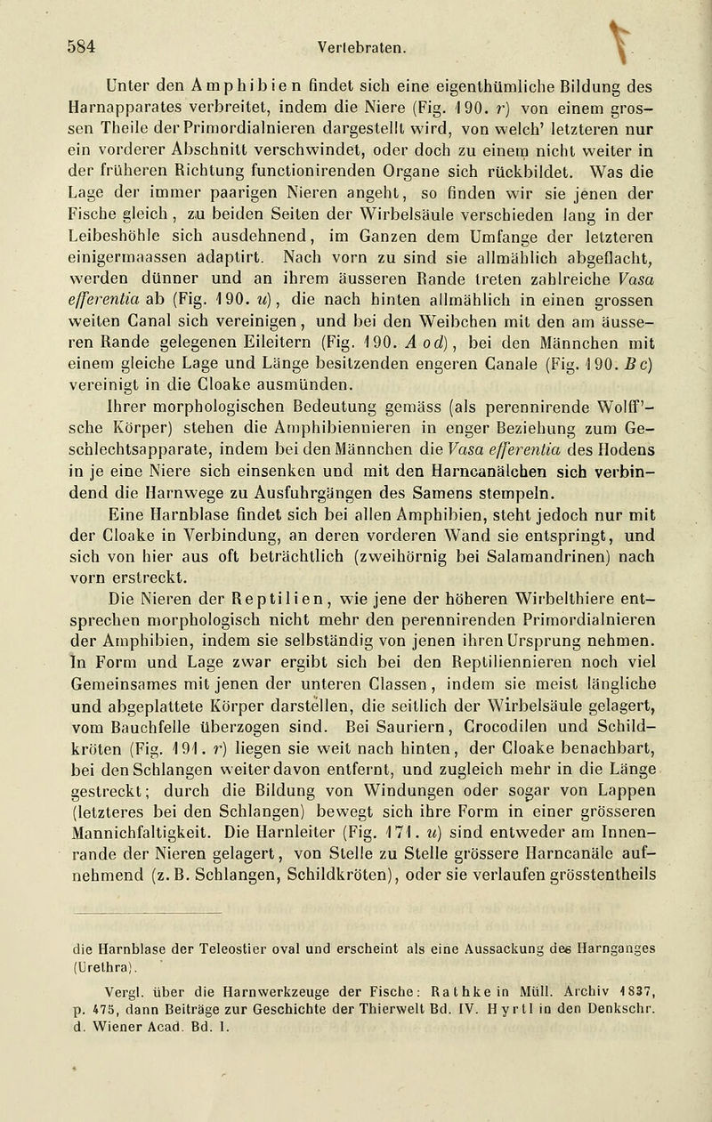 V Unter den Amphibien rindet sich eine eigentümliche Bildung des Harnapparates verbreitet, indem die Niere (Fig. 190. r) von einem gros- sen Theile derPrimordialnieren dargestellt wird, von welch' letzteren nur ein vorderer Abschnitt verschwindet, oder doch zu einem nicht weiter in der früheren Richtung functionirenden Organe sich rückbildet. Was die Lage der immer paarigen Nieren angeht, so finden wir sie jenen der Fische gleich, zu beiden Seiten der Wirbelsäule verschieden lang in der Leibeshöhle sich ausdehnend, im Ganzen dem Umfange der letzteren einigermaassen adaptirt. Nach vorn zu sind sie allmählich abgeflacht, werden dünner und an ihrem äusseren Rande treten zahlreiche Vasa efferentia ab (Fig. 190. u), die nach hinten allmählich in einen grossen weiten Ganal sich vereinigen, und bei den Weibchen mit den am äusse- ren Rande gelegenen Eileitern (Fig. 190. A od), bei den Männchen mit einem gleiche Lage und Länge besitzenden engeren Canale (Fig. 190. Bc) vereinigt in die Cloake ausmünden. Ihrer morphologischen Bedeutung gemäss (als perennirende Wolff'- sche Körper) stehen die Amphibiennieren in enger Beziehung zum Ge- schlechtsapparate, indem bei den Männchen die Vasa efferentia des Hodens in je eine Niere sich einsenken und mit den Harncanälchen sich verbin- dend die Harnwege zu Ausfuhrgängen des Samens stempeln. Eine Harnblase findet sich bei allen Amphibien, steht jedoch nur mit der Cloake in Verbindung, an deren vorderen Wand sie entspringt, und sich von hier aus oft beträchtlich (zweihörnig bei Salamandrinen) nach vorn erstreckt. Die Nieren der Reptilien, wie jene der höheren Wirbelthiere ent- sprechen morphologisch nicht mehr den perennirenden Primordialnieren der Amphibien, indem sie selbständig von jenen ihren Ursprung nehmen. In Form und Lage zwar ergibt sich bei den Reptiliennieren noch viel Gemeinsames mit jenen der unteren Classen, indem sie meist längliche und abgeplattete Körper darstellen, die seillich der Wirbelsäule gelagert, vom Bauchfelle überzogen sind. Bei Sauriern, Crocodilen und Schild- kröten (Fig. 191. r) liegen sie weit nach hinten, der Cloake benachbart, bei den Schlangen weiter davon entfernt, und zugleich mehr in die Länge gestreckt; durch die Bildung von Windungen oder sogar von Lappen (letzteres bei den Schlangen) bewegt sich ihre Form in einer grösseren Mannichfaltigkeit. Die Harnleiter (Fig. 171. u) sind entweder am Innen- rande der Nieren gelagert, von Stelle zu Stelle grössere Harncanäle auf- nehmend (z.B.Schlangen, Schildkröten), oder sie verlaufen grösstentheils die Harnblase der Teleostier oval und erscheint als eine Aussackung des Harnganges (Urethra). Vergl. über die Harnwerkzeuge der Fische: Rathkein Müll. Archiv 1837, p. 475, dann Beiträge zur Geschichte der Thierwelt Bd. IV. Hyrtl in den Denkschr. d. Wiener Acad. Bd. I.