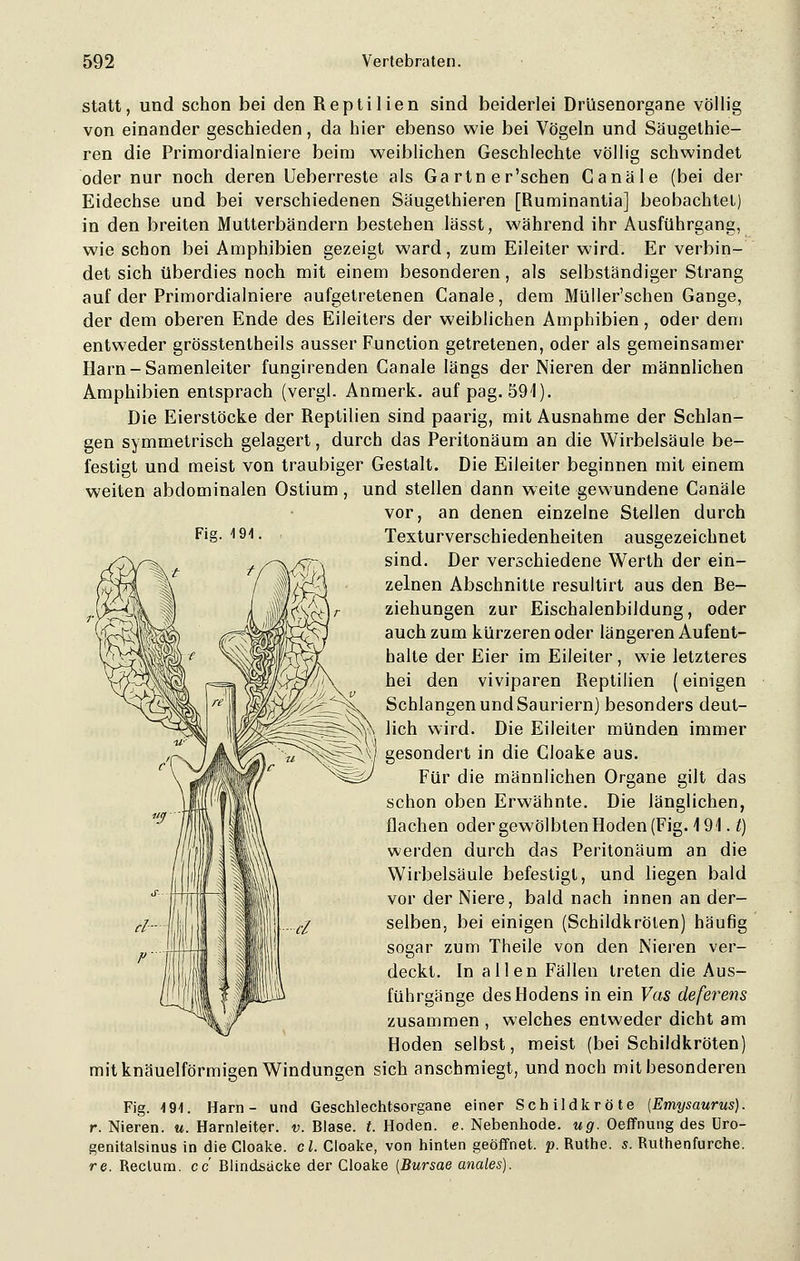 Fig. 191 statt, und schon bei den Reptilien sind beiderlei Drüsenorgane völlig von einander geschieden, da hier ebenso wie bei Vögeln und Säugethie- ren die Primordialniere beim weiblichen Geschlechte völlig schwindet oder nur noch deren Ueberreste als Ga rtn er'sehen C anale (bei der Eidechse und bei verschiedenen Säugethieren [Ruminantia] beobachtet) in den breiten Mutterbändern bestehen lässt, während ihr Ausführgang, wie schon bei Amphibien gezeigt ward, zum Eileiter wird. Er verbin- det sich überdies noch mit einem besonderen, als selbständiger Strang auf der Primordialniere aufgetretenen Canale, dem Müller'schen Gange, der dem oberen Ende des Eileiters der weiblichen Amphibien, oder dem entweder grösstentheils ausser Function getretenen, oder als gemeinsamer Harn-Samenleiter fungirenden Canale längs der Nieren der männlichen Amphibien entsprach (vergl. Anmerk. auf pag. 591). Die Eierstöcke der Reptilien sind paarig, mit Ausnahme der Schlan- gen symmetrisch gelagert, durch das Peritonäum an die Wirbelsäule be- festigt und meist von traubiger Gestalt. Die Eileiter beginnen mit einem weiten abdominalen Ostium, und stellen dann weite gewundene Canale vor, an denen einzelne Stellen durch Texturverschiedenheiten ausgezeichnet sind. Der verschiedene Werth der ein- zelnen Abschnitte resultirt aus den Be- ziehungen zur Eischalenbildung, oder auch zum kürzeren oder längeren Aufent- halte der Eier im Eileiter, wie letzteres hei den viviparen Reptilien (einigen Schlangen und Sauriern) besonders deut- lich wird. Die Eileiter münden immer gesondert in die Cloake aus. Für die männlichen Organe gilt das schon oben Erwähnte. Die länglichen, flachen oder gewölbten Hoden (Fig. 19.1. t) werden durch das Peritonäum an die Wirbelsäule befestigt, und liegen bald vor der Niere, bald nach innen an der- selben, bei einigen (Schildkrölen) häufig sogar zum Theile von den Nieren ver- deckt. In allen Fällen treten die Aus- fuhrgänge des Hodens in ein Vas deferens zusammen , welches entweder dicht am Hoden selbst, meist (bei Schildkröten) mit knäuelförmigen Windungen sich anschmiegt, und noch mit besonderen Fig. 491. Harn- und Geschlechtsorgane einer Schildkröte (Emysaurus). r. Nieren, u. Harnleiter, v. Blase, t. Hoden, e. Nebenhode. ug. Oeffnung des Uro- genitalsinus in die Cloake. cl. Cloake, von hinten geöffnet, p. Ruthe. s. Ruthenfurche. re. Rectum, cc Blindsacke der Cloake (Bursae anales).