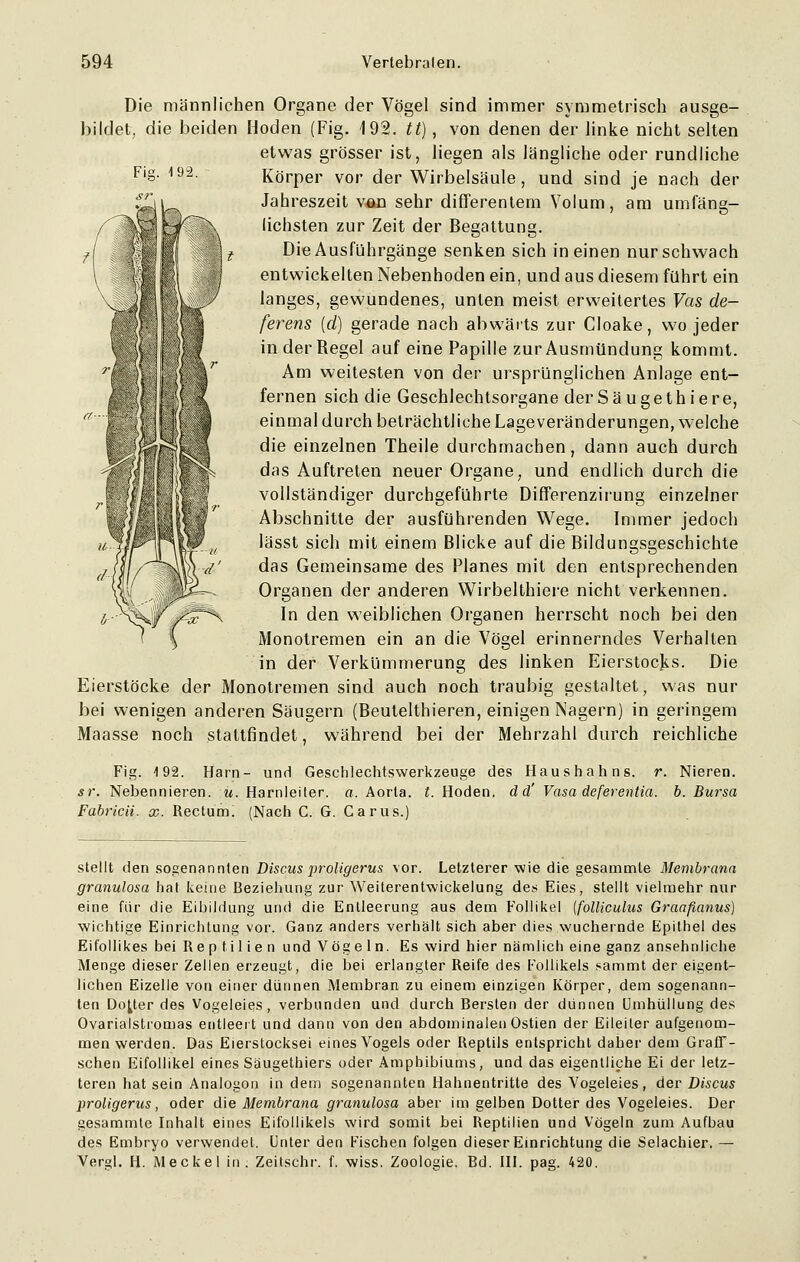 Fig. -192. Die männlichen Organe der Vögel sind immer symmetrisch ausge- bildet, die beiden Hoden (Fig. 192. tt), von denen der linke nicht selten etwas grösser ist, liegen als längliche oder rundliche Körper vor der Wirbelsäule , und sind je nach der Jahreszeit von sehr differentem Volum, am umfäng- lichsten zur Zeit der Begattung. Die Ausführgänge senken sich in einen nur schwach entwickelten Nebenhoden ein, und aus diesem führt ein langes, gewundenes, unten meist erweitertes Vas de- ferens [d) gerade nach abwärts zur Cloake, wo jeder in der Regel auf eine Papille zur Ausmündung kommt. Am weitesten von der ursprünglichen Anlage ent- fernen sich die Geschlechtsorgane der Säuget hier e, einmal durch beträchtliche Lageveränderungen, welche die einzelnen Theile durchmachen, dann auch durch das Auftreten neuer Organe, und endlich durch die vollständiger durchgeführte Differenzirung einzelner Abschnitte der ausführenden Wege. Immer jedoch lässt sich mit einem Blicke auf die Bildungsgeschichte das Gemeinsame des Planes mit den entsprechenden Organen der anderen Wirbelthiere nicht verkennen. In den weiblichen Organen herrscht noch bei den Monotremen ein an die Vögel erinnerndes Verhalten in der Verkümmerung des linken Eierstocks. Die Eierstöcke der Monotremen sind auch noch traubig gestaltet, was nur bei wenigen anderen Säugern (Beutelthieren, einigen Nagern) in geringem Maasse noch stattfindet, während bei der Mehrzahl durch reichliche Fig. 192. Harn- und Geschlechtswerkzeuge des Haushahns, r. Nieren. sr. Nebennieren, u. Harnleiter, a. Aorla. t. Hoden, d d' Vasa deferentia. b. Bursa Fabricii. x. Rectum. (Nach C. G. Carus.) stellt den sogenannten Discus proligerus vor. Letzterer wie die gesammte Membrana granulosa hat keine Beziehung zur Weiterentwickelung des Eies, stellt vielmehr nur eine für die Eibildung und die Entleerung aus dem Follikel (folliculus Graafianus) wichtige Einrichtung vor. Ganz anders verhält sich aber dies wuchernde Epithel des Eifollikes bei Reptilien und Vögeln. Es wird hier nämlich eine ganz ansehnliche Menge dieser Zellen erzeugt, die bei erlangter Reife des Follikels sammt der eigent- lichen Eizelle von einer dünnen Membran zu einem einzigen Körper, dem sogenann- ten Dotter des Vogeleies, verbunden und durch Bersten der dünnen Umhüllung des Ovarialstromas entleert und dann von den abdominalen Ostien der Eileiter aufgenom- men werden. Das Eierstocksei eines Vogels oder Reptils entspricht daher dem Graff- schen Eifollikel eines Säugethiers oder Amphibiums, und das eigentliche Ei der letz- teren hat sein Analogon in dem sogenannten Hahnentritte des Vogeleies, der Discus proligerus, oder die Membrana granulosa aber im gelben Dotter des Vogeleies. Der gesammte Inhalt eines Eifollikels wird somit bei Reptilien und Vögeln zum Aufbau des Embryo verwendet. Unter den Fischen folgen dieser Einrichtung die Selachier. — Vergl. H. Meckel in; Zeitschr. f. wiss. Zoologie. Bd. III. pag. 420.