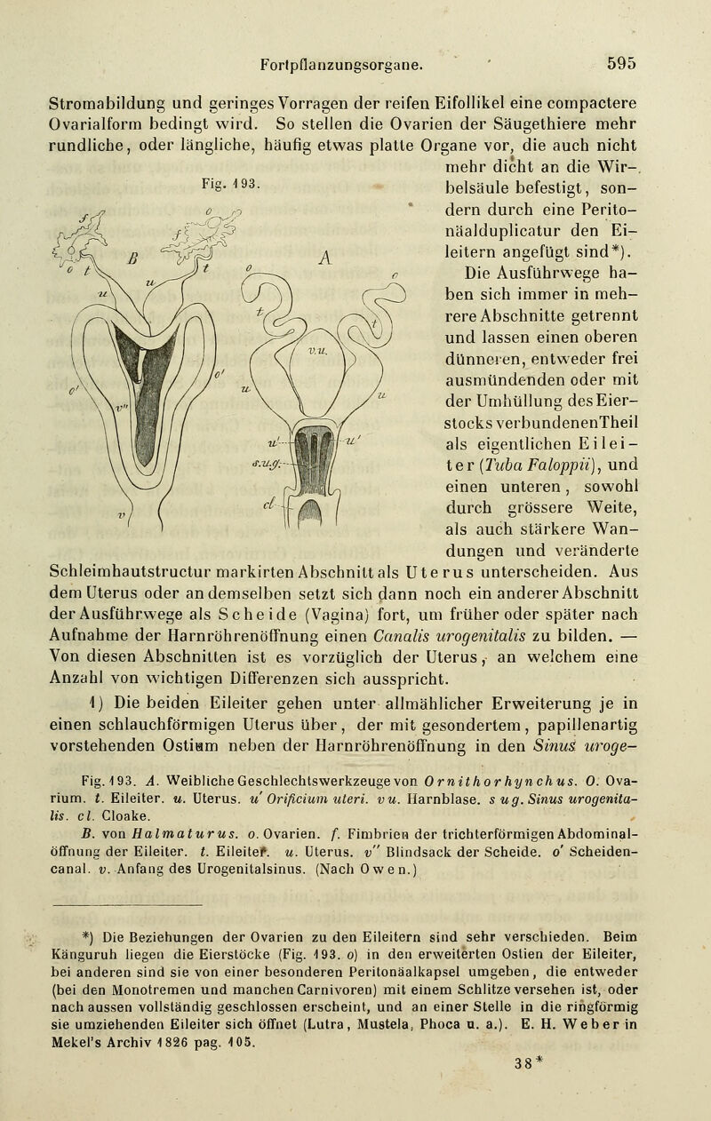 Stromabildung und geringes Vorragen der reifen Eifollikel eine cornpactere Ovarialform bedingt wird. So stellen die Ovarien der Säugethiere mehr rundliche, oder längliche, häufig etwas platte Organe vor, die auch nicht mehr dicht an die Wir-. FiS- 193- belsäule befestigt, son- dern durch eine Perito- näalduplicatur den Ei- leitern angefügt sind*). Die Ausfuhrwege ha- ben sich immer in meh- rere Abschnitte getrennt und lassen einen oberen dünneren, entweder frei ausmündenden oder mit der Umhüllung des Eier- stocks verbundenenTheil als eigentlichen Eilei- ter (Tuba Faloppü), und einen unteren, sowohl durch grössere Weite, als auch stärkere Wan- dungen und veränderte Schleimhautstructur markirten Abschnitt als Uterus unterscheiden. Aus dem Uterus oder an demselben setzt sich dann noch ein anderer Abschnitt der Ausführwege als Scheide (Vagina) fort, um früher oder später nach Aufnahme der Harnröhrenöffnung einen Canalis urogenitalis zu bilden. — Von diesen Abschnitten ist es vorzüglich der Uterus, an welchem eine Anzahl von wichtigen Differenzen sich ausspricht. 1) Diebeiden Eileiter gehen unter allmählicher Erweiterung je in einen schlauchförmigen Uterus über , der mit gesondertem , papillenartig vorstehenden Ostiam neben der Harnröhrenöffnung in den Sinus uroge- Fig. 193. A. Weibliche Geschlechtswerkzeuge von Ornithorhynchus. 0. Ova- rium. {.Eileiter, u. Uterus, u Orißcium uteri, vu. Harnblase, s u g. Sinus urogenita- lis. cl. Cloake. B. von Halmaturus. o. Ovarien, f. Fimbrien der trichterförmigen Abdominal- öffnung der Eileiter, t. Eileitef. u. Uterus, v Blindsack der Scheide, o' Scheiden- canal. v. Anfang des Urogenitalsinus. (Nach Owen.) *) Die Beziehungen der Ovarien zu den Eileitern sind sehr verschieden. Beim Känguruh liegen die Eierstöcke (Fig. 193. o) in den erweiterten Ostien der Eileiter, bei anderen sind sie von einer besonderen Peritonäalkapsel umgeben, die entweder (bei den Monotremen und manchen Carnivoren) mit einem Schlitze versehen ist, oder nach aussen vollständig geschlossen erscheint, und an einer Stelle in die ringförmig sie umziehenden Eileiter sich öffnet (Lutra, Mustela, Phoca u. a.). E. H. Weber in Mekel's Archiv 1826 pag. 105. 38*