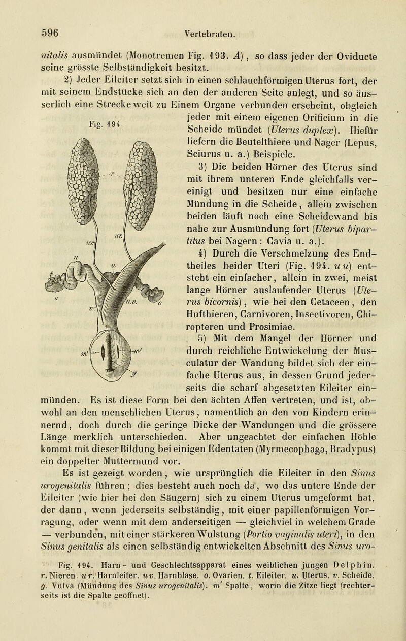 Fig. 194. nitalis ausmündet (Monotremen Fig. 193. A) , so dass jeder der Oviducte seine grösste Selbständigkeit besitzt. 2) Jeder Eileiter setzt sich in einen schlauchförmigen Uterus fort, der mit seinem Endstücke sich an den der anderen Seite anlegt, und so äus- serlich eine Strecke weit zu Einem Organe verbunden erscheint, obgleich jeder mit einem eigenen Orificium in die Scheide mündet {Uterus duplex). Hiefür liefern die Beutelthiere und Nager (Lepus, Sciurus u. a.) Beispiele. 3) Die beiden Hörner des Uterus sind mit ihrem unteren Ende gleichfalls ver- einigt und besitzen nur eine einfache Mündung in die Scheide, allein zwischen beiden läuft noch eine Scheidewand bis nahe zur Ausmündung fort {Uterus bipar- titus bei Nagern: Cavia u. a.). 4) Durch die Verschmelzung des End- theiles beider Uteri (Fig. 194. u u) ent- steht ein einfacher, allein in zwei, meist lange Hörner auslaufender Uterus {Ute- rus bicornis), wie bei den Cetaceen , den Hufthieren, Carnivoren, Insectivoren, Chi— ropteren und Prosimiae. 5) Mit dem Mangel der Hörner und durch reichliche Entwicklung der Mus- culatur der Wandung bildet sich der ein- fache Uterus aus, in dessen Grund jeder- seits die scharf abgesetzten Eileiter ein- münden. Es ist diese Form bei den ächten Affen vertreten, und ist, ob- wohl an den menschlichen Uterus, namentlich an den von Kindern erin- nernd , doch durch die geringe Dicke der Wandungen und die grössere Länge merklich unterschieden. Aber ungeachtet der einfachen Höhle kommt mit dieser Bildung bei einigen Edentaten (Myrmecophaga, Bradypus) ein doppelter Muttermund vor. Es ist gezeigt worden, wie ursprünglich die Eileiter in den Sinus urogenitalis führen ; dies besteht auch noch da , wo das untere Ende der Eileiter (wie hier bei den Säugern) sich zu einem Uterus umgeformt hat, der dann, wenn jederseits selbständig, mit einer papillenförmigen Vor- ragung, oder wenn mit dem anderseitigen — gleichviel in welchem Grade — verbunden, mit einer stärkeren Wulstung {Portio vaginalis uteri), in den Sinus genitalis als einen selbständig entwickelten Abschnitt des Sinus uro- Fig. 494. Harn- und Geschlechtsapparat eines weiblichen jungen Delphin. r. Nieren, ur. Harnleiter. «U.Harnblase, o. Ovarien, t. Eileiter, w. Uterus, v. Scheide. g. Vulva (Mündung des Sinus urogenitalis). rri Spalte, worin die Zitze liegt (rechter- seits ist die Spalte geöffnet).