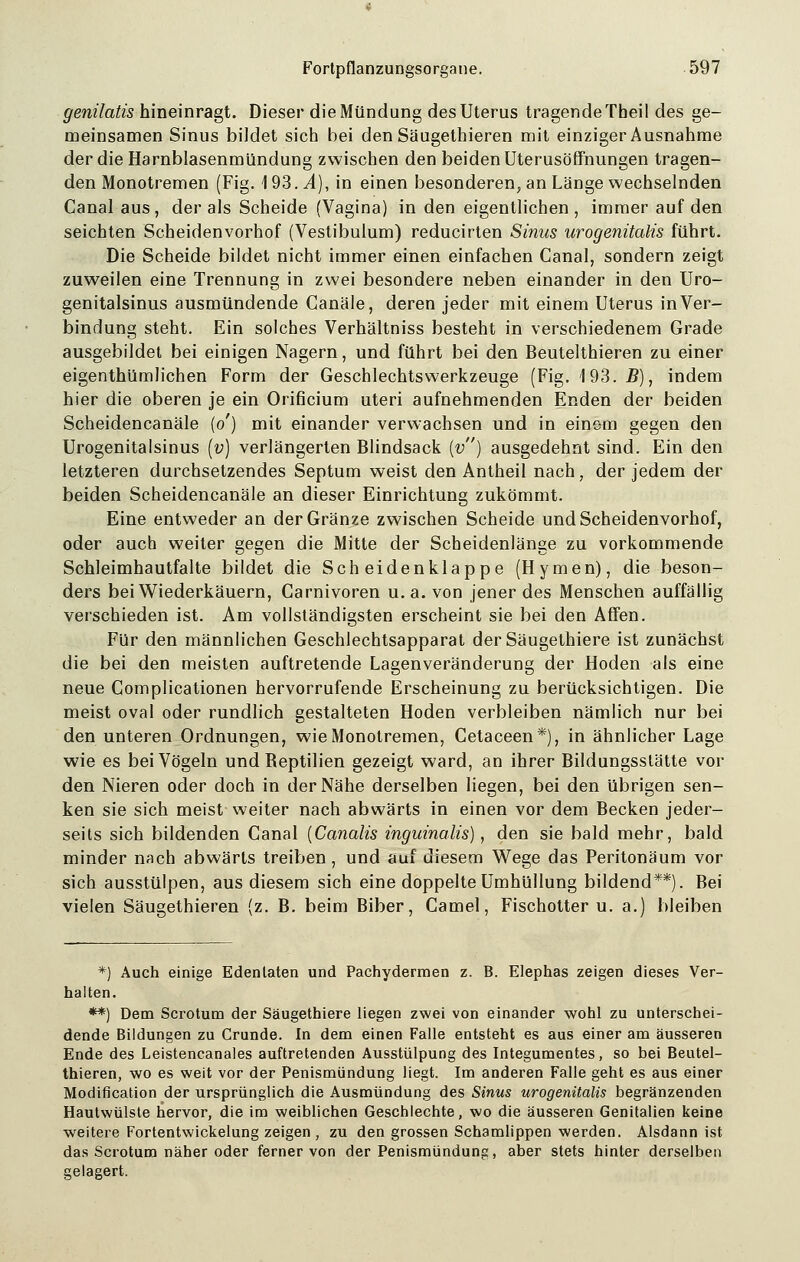 genilatis hineinragt. Dieser die Mündung des Uterus tragende Theil des ge- meinsamen Sinus bildet sich bei den Säugethieren mit einziger Ausnahme der die Harnblasenmündung zwischen den beiden Uterusöffnungen tragen- den Monotremen (Fig. 193. yl), in einen besonderen, an Länge wechselnden Canal aus , der als Scheide (Vagina) in den eigentlichen , immer auf den seichten Scheidenvorhof (Vestibulum) reducirten Sinus urogenitalis führt. Die Scheide bildet nicht immer einen einfachen Canal, sondern zeigt zuweilen eine Trennung in zwei besondere neben einander in den Uro- genitalsinus ausmündende Canäle, deren jeder mit einem Uterus in Ver- bindung steht. Ein solches Verhältniss besteht in verschiedenem Grade ausgebildet bei einigen Nagern, und führt bei den Beutelthieren zu einer eigenthümlichen Form der Geschlechts Werkzeuge (Fig. 4 93.5), indem hier die oberen je ein Orificium uteri aufnehmenden Enden der beiden Scheidencanäle (o') mit einander verwachsen und in einem gegen den Urogenitalsinus (v) verlängerten Blindsack {v) ausgedehnt sind. Ein den letzteren durchsetzendes Septum weist den Antheil nach, der jedem der beiden Scheidencanäle an dieser Einrichtung zukömmt. Eine entweder an derGränze zwischen Scheide und Scheidenvorhof, oder auch weiter gegen die Mitte der Scheidenlänge zu vorkommende Schleimhautfalte bildet die Scheidenklappe (Hymen), die beson- ders bei Wiederkäuern, Garnivoren u. a. von jener des Menschen auffällig verschieden ist. Am vollständigsten erscheint sie bei den Affen. Für den männlichen Geschlechtsapparat der Säugethiere ist zunächst die bei den meisten auftretende Lagenveränderung der Hoden als eine neue Complicationen hervorrufende Erscheinung zu berücksichtigen. Die meist oval oder rundlich gestalteten Hoden verbleiben nämlich nur bei den unteren Ordnungen, wie Monotremen, Cetaceen*), in ähnlicher Lage wie es bei Vögeln und Reptilien gezeigt ward, an ihrer Bildungsstätte vor den Nieren oder doch in der Nähe derselben liegen, bei den übrigen sen- ken sie sich meist weiter nach abwärts in einen vor dem Becken jeder- seits sich bildenden Canal (Canalis inguinales), den sie bald mehr, bald minder nach abwärts treiben, und auf diesem Wege das Peritonäum vor sich ausstülpen, aus diesem sich eine doppelte Umhüllung bildend**). Bei vielen Säugethieren (z. B. beim Biber, Camel, Fischotter u. a.) bleiben *) Auch einige Edenlaten und Pachydermen z. B. Elephas zeigen dieses Ver- halten. **) Dem Scrotum der Säugethiere liegen zwei von einander wohl zu unterschei- dende Bildungen zu Crunde. In dem einen Falle entsteht es aus einer am äusseren Ende des Leistencanales auftretenden Ausstülpung des Integumentes, so bei Beutel- thieren, wo es weit vor der Penismündung liegt. Im anderen Falle geht es aus einer Modification der ursprünglich die Ausmündung des Sinus urogenitalis begränzenden Hautwülste hervor, die im weiblichen Geschlechte, wo die äusseren Genitalien keine weitere Fortentwickelung zeigen , zu den grossen Schamlippen werden. Alsdann ist das Scrotum näher oder ferner von der Penismündung, aber stets hinter derselben gelagert.