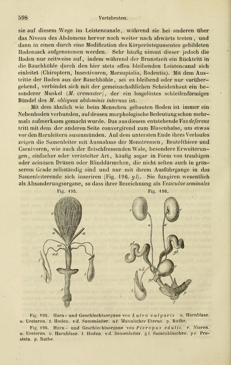 sie auf diesem Wege im Leistencanale, während sie bei anderen über das Niveau des Abdomens hervor noch weiter nach abwärts treten , und dann in einen durch eine Modification des Körperintegumentes gebildeten Hodensack aufgenommen werden. Sehr häufig nimmt dieser jedoch die Hoden nur zeitweise auf, indem während der Brunstzeit ein Rücktritt in die Bauchhöhle durch den hier stets offen bleibenden Leistencanal sich einleitet (Chiroptern, Insectivoren, Marsupialia, Rodentia). Mit dem Aus- tritte der Hoden aus der Bauchhöhle, sei es bleibend oder nur vorüber- gehend, verbindet sich mit der gemeinschaftlichen Scheidenhaut ein be- sonderer Muskel (M. cremaster), der ein losgelöstes schleifenförmiges Bündel des M. obliquus abdominis internus ist. Mit dem ähnlich wie beim Menschen gebauten Hoden ist immer ein Nebenhoden verbunden, auf dessen morphologische Bedeutung schon mehr- mals aufmerksam gemacht wurde. Das ausdiesem entstehende Vasdeferens tritt mit dem der anderen Seite convergirend zum Blasenhalse, um etwas vor den Harnleitern auszumünden. Auf dem untersten Ende ihres Verlaufes zeigen die Samenleiter mit Ausnahme der Monotremen, Beutelthiere und Garnivoren, wie auch der fleischfressenden Wale, besondere Erweiterun- gen, einfacher oder verästelter Art, häufig sogar in Form von traubigen oder acinösen Drüsen oder Blinddärmchen, die nicht selten auch in grös- serem Grade selbständig sind und nur mit ihrem Ausführgange in das Samenleiterende sich inseriren (Fig. 196. <//). Sie fungiren wesentlich als Absonderungsorgane, so dass ihrer Bezeichnung als Vesiculae seminales Fig. 195. Fig. -I 96. Fig. 195. Harn-und Geschlechtsorgane von Lutra vulgaris v. Harnblase. u. Ureteren. t. Hoden, vd. Samenleiter, ut. Männlicher Uterus, p. Ruthe. Fig. 196. Harn- und Geschlechtsorgane \on Pteropus edulis. r. Nieren. u. Ureteren. v. Harnblase, t. Hoden, vd. Samenleiter, g/. Samenbläschen, pr. Pro- stata, p. Ruthe.