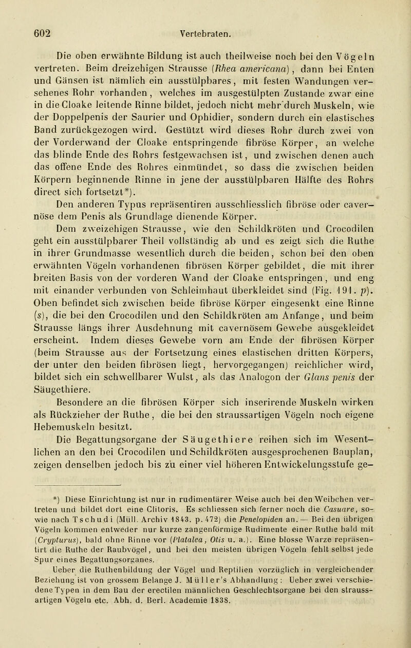 Die oben erwähnte Bildung ist auch theilweise noch bei den Vögeln vertreten. Beim dreizehigen Strausse [Rhea americana), dann bei Enten und Gänsen ist nämlich ein ausstülpbares, mit festen Wandungen ver- sehenes Bohr vorhanden, welches im ausgestülpten Zustande zwar eine in dieCloake leitende Binne bildet, jedoch nicht mebr'durch Muskeln, wie der Doppelpenis der Saurier und Ophidier, sondern durch ein elastisches Band zurückgezogen wird. Gestützt wird dieses Bohr durch zwei von der Vorderwand der Cloake entspringende fibröse Körper, an welche das blinde Ende des Bohrs festgewachsen ist, und zwischen denen auch das offene Ende des Bohres einmündet, so dass die zwischen beiden Körpern beginnende Binne in jene der ausstülpbaren Hälfte des Bohrs direct sich fortsetzt*). Den anderen Typus repräsentiren ausschliesslich fibröse oder caver— nöse dem Penis als Grundlage dienende Körper. Dem zweizehigen Strausse, wie den Schildkröten und Crocodilen geht ein ausstülpbarer Theil vollständig ab und es zeigt sich die Bulhe in ihrer Grundmasse wesentlich durch die beiden, schon bei den oben erwähnten Vögeln vorhandenen fibrösen Körper gebildet, die mit ihrer breiten Basis von der vorderen Wand der Cloake entspringen, und eng mit einander verbunden von Schleimhaut überkleidet sind (Fig. 4 91. p). Oben befindet sich zwischen beide fibröse Körper eingesenkt eine Binne (s), die bei den Crocodilen und den Schildkröten am Anfange, und beim Strausse längs ihrer Ausdehnung mit cavernösem Gewebe ausgekleidet erscheint. Indem dieses Gewebe vorn am Ende der fibrösen Körper (beim Strausse aus der Fortsetzung eines elastischen dritten Körpers, der unter den beiden fibrösen liegt, hervorgegangen) reichlicher wird, bildet sich ein schwellbarer Wulst, als das Analogon der Glans penis der Säugethiere. Besondere an die fibrösen Körper sich inserirende Muskeln wirken als Bückzieher der Buthe, die bei den straussartigen Vögeln noch eigene Hebemuskeln besitzt. Die Begattungsorgane der Säugethiere reihen sich im Wesent- lichen an den bei Crocodilen und Schildkröten ausgesprochenen Bauplan, zeigen denselben jedoch bis zu einer viel höheren Entwickelungsstufe ge- *) Diese Einrichtung ist nur in rudimentärer Weise auch bei den Weibchen ver- treten und bildet dort eine Clitoris. Es schliessen sich ferner noch die Casuare, so- wie nach Tsch udi (Müll. Archiv 1843. p. 472) die Penelopiden an. — Bei den übrigen Vögeln kommen entweder nur kurze zangenförmige Rudimente einer Ruthe bald mit (Crypturus), bald ohne Rinne vor (l'latalea, Otis u. a.). Eine blosse Warze repräsen- tirt die Ruthe der Raubvögel, und bei den meisten übrigen Vögeln fehlt selbst jede Spur eines Begattungsorganes. Heber die Ruthenbildung der Vögel und Reptilien vorzüglich in vergleichender Beziehung ist von grossem Belange J. Müll er's Abhandlung: Ueber zwei verschie- dene Typen in dem Bau der erectilen männlichen Geschlechtsorgane bei den strauss- artigen Vögeln etc. Abb.. d. Berl. Academie 1838.