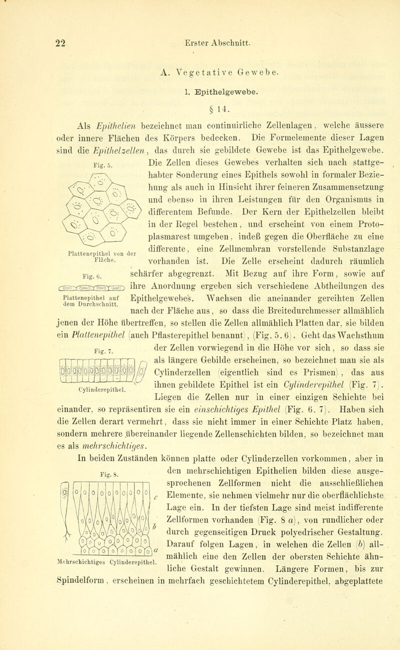 A. Vegetative Gewebe. Fig. 5. 1. Epithelgewebe. § 14. Als Epithelien bezeichnet man continnirliche Zellenlagen, welche äussere oder innere Flächen des Körpers bedecken. Die Formelemente dieser Lagen sind AiQ Epithelzellen, das durch sie gebildete Gewebe ist das Epithelgewebe. Die Zellen dieses Gewebes verhalten sich nach stattge- habter Sonderling eines Epithels sowohl in formaler Bezie- hung als auch in Hinsicht ihrer feineren Zusammensetzung und ebenso in ihren Leistungen für den Organismus in diflferentem Befunde. Der Kern der Epithelzellen bleibt in der Regel bestehen, und erscheint von einem Proto- plasmarest umgeben, indeß gegen die Oberfläche zu eine diflferente, eine Zellmembran vorstellende Substanzlage vorhanden ist. Die Zelle erscheint dadurch räumlich schärfer abgegrenzt. Mit Bezug auf ihre Form, sowie auf ihre Anordnung ergeben sich verschiedene Abtheilungen des Epithelgewebes. Wachsen die aneinander gereihten Zellen nach der Fläche aus, so dass die Breitedurchmesser allmählich jenen der Höhe übertreffen, so stellen die Zellen allmählich Platten dar, sie bilden ein Plattenepithel (auch Pflasterepithel benannt), (Fig. 5.6). Geht das Wachsthum der Zellen vorwiegend in die Höhe vor sich, so dass sie als längere Gebilde erscheinen, so bezeichnet man sie als Cylinderzellen (eigentlich sind es Prismen) , das aus ihnen gebildete Epithel ist ein Cylinderepithel (Fig. 7). Liegen die Zellen nur in einer einzigen Schichte bei einander, so repräsentiren sie ein einschichtiges Epithel (Fig. 6. 7). Haben sich die Zellen derart vermehrt, dass sie nicht immer in einer Schichte Platz haben, sondern mehrere .übereinander liegende Zellenschichten bilden, so bezeichnet man es als mehrschichtiges. In beiden Zuständen können platte oder Cylinderzellen vorkommen, aber in Plattenepitliel von der Fläche. Fig. 6. Plattenepithel auf dem Durchschnitt. Oylinderepithel. Fig. 8. den mehrschichtigen Epithelien bilden diese ausge- sprochenen Zellformen nicht die ausschließlichen Elemente, sie nehmen vielmehr nur die oberflächlichste Lage ein. In der tiefsten Lage sind meist indifferente Zellformen vorhanden (Fig. 8 a), von rundlicher oder durch gegenseitigen Druck polyedrischer Gestaltung. Darauf folgen Lagen, in welchen die Zellen [b) all- ,, , ,. mählich eine den Zellen der obersten Schichte ähn- Mehrschichtiges Oylinderepithel. liehe Gestalt gewinnen. Längere Formen, bis zur Spindelform, erscheinen in mehrfach geschichtetem Oylinderepithel, abgeplattete