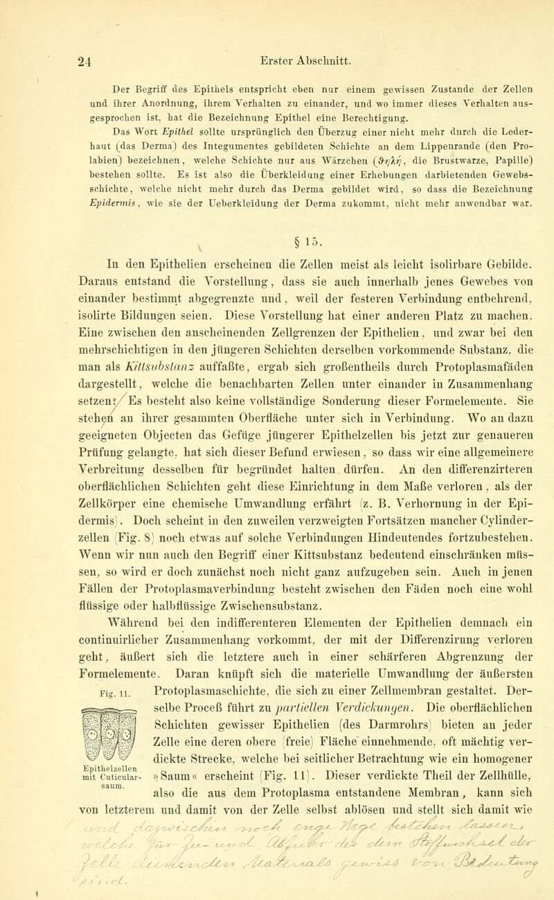 Der Begriff des Epithels entspricht eben nur einem gewissen Zustande der Zellen und ihrer Anordnung, ihrem Verhalten zu einander, und wo immer dieses Verhalten aus- gesprochen ist, hat die Bezeichnung Epithel eine Berechtigung. Das Wort Epithel sollte ursprünglich den Überzug einer nicht mehr durch die Leder- haut (das Derma) des Integumentes gebildeten Schichte an dem Lippenrande (den Pro- labien) bezeichnen, welche Schichte nur aus Wärzchen {ß-r^Xr], die Brustwarze, Papille) bestehen sollte. Es ist also die Überkleidung einer Erhebungen darbietenden Gewebs- schichte, welche nicht mehr durch das Derma gebildet wird, so dass die Bezeichnung Epidermis, wie sie der Ueberkleidung der Derma zukommt, nicht mehr anwendbar war. §15. In den Epithelien erscheinen die Zellen meist als leicht isolirbare Gebilde. Daraus entstand die Vorstellung, dass sie aucli innerhalb jenes Gewebes von einander bestimmt abgegrenzte und, weil der festeren Verbindung entbehrend, isolirte Bildungen seien. Diese Vorstellung hat einer anderen Platz zu machen. Eine zwischen den anscheinenden Zellgrenzen der Epithelien, und zwar bei den mehrschichtigen in den jüngeren Schichten derselben vorkommende Substanz, die man als Kittsubstanz auffaßte, ergab sich großentheils durch Protoplasmafäden dargestellt, welche die benachbarten Zellen unter einander in Zusammenhang setzen?/Es besteht also keine vollständige Sonderung dieser Formelemeute. Sie stehen an ihrer gesammten Oberfläche unter sich in Verbindung. Wo an dazu geeigneten Objecten das Gefüge jüngerer Epithelzellen bis jetzt zur genaueren Prüfung gelangte, hat sich dieser Befund erwiesen, so dass wir eine allgemeinere Verbreitung desselben für begründet halten dürfen. An den differenzirteren oberflächlichen Schichten geht diese Einrichtung in dem Maße verloren, als der Zellkörper eine chemische Umwandlung erfährt (z. B. Verhornung in der Epi- dermis) . Doch scheint in den zuweilen verzweigten Fortsätzen mancher Cylinder- zellen (Fig. 8] noch etwas auf solche Verbindungen Hindeutendes fortzubestehen. Wenn wir nun auch den Begriff einer Kittsubstanz bedeutend einschränken müs- sen, so wird er doch zunächst noch nicht ganz aufzugeben sein. Auch in jenen Fällen der Protoplasmaverbindung besteht zwischen den Fäden noch eine wohl flüssige oder halbflüssige Zwischensubstanz. Während bei den indifferenteren Elementen der Epithelien demnach ein continuirlichev Zusammenhang vorkommt, der mit der Differenzirung verloren geht, äußert sich die letztere auch in einer schärferen Abgrenzung der Formelemente. Daran knüpft sich die materielle Umwandlung der äußersten Fig. n. Protoplasmaschichte, die sich zu einer Zellmembran gestaltet. Der- selbe Proceß führt zu partiellen Verdickungen. Die oberflächlichen Schichten gewisser Epithelien (des Darmrohrs) bieten an jeder Zelle eine deren obere (freie) Fläche einnehmende, oft mächtig ver- dickte Strecke, welche bei seitlicher Betrachtung wie ein homogener mit cuticuiar- »Saum« crschcint (Fig. 11). Dieser verdickte Theil der Zellhülle, also die aus dem Protoplasma entstandene Membran, kann sich von letz^terem und damit von der Zelle selbst ablösen und stellt sich damit wie