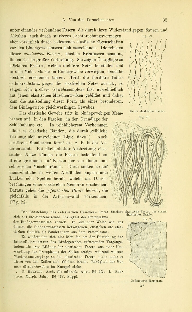Fig. 20. Feine elastische Fasern. Fig 21 unter einander verbundene Fasern, die durch ihren Widerstand gegen Säuren und Alkalien, auch durch stärkeres Lichtbrechungsvermögen, aber vorzüglich durch bedeutende elastische Eigenschaften vor den Bindegewebsfasern sich auszeichnen. Die feinsten dieser elastische)! Fasern, ehedem Kernfasern benannt, finden sich in großer Verbreitung. Sie zeigen Übergänge zu stärkeren Fasern, welche dichtere Netze herstellen und in dem Maße, als sie im Bindegewebe vorwiegen, dasselbe elastisch erscheinen lassen. Tritt die fibrilläre Inter- cellularsubstanz gegen die elastischen Netze zurück, so zeigen sich größere Gewebscomplexe fast ausschließlich aus jenen elastischen Maschenwerken gebildet und daher kam die Aufstellung dieser Form als eines besonderen, dem Bindegewebe gleichwerthigen Gewebes. Das elastische Gewebe tritt in bindegewebigen Mem- branen auf, in den Fascien, in der Grundlage der Schleimhäute etc. In reichlicherem Vorkommen bildet es elastische Bänder, die durch gelbliche Färbung sich auszeichnen (Ligg. flava!]. Auch elastische Membranen formt es, z. B. in der Ar- terienwand. Bei flächenhafter Ausbreitung elas- tischer Netze können die Fasern bedeutend an Breite gewinnen auf Kosten der von ihnen um- schlossenen Maschenräume. Diese sinken so auf unansehnliche in weiten Abständen angeordnete Lücken oder Spalten herab, welche als Durch- brechungen einer elastischen Membran erscheinen. Daraus gehen die gefe?isterten Häute hervor, die gleichfalls in der Arterienwand vorkommen. (Fig. 22). Die Entstellung des »elastischen Gewebes « leitet Stärkere elastische Fasern ans einem sich auf die differenzirende Thätigkeit des Protoplasma der Bindegewebszellen zurück. In ähnlicher Weise wie aus diesem die Bindegewebsfasern hervorgehen, entstehen die elas- tischen Gebilde als Sonderungen aus dem Protoplasma. Es wiederholen sieh also hier die bei der Entstehung der Ijitercellularsubstanz des Bindegewebes auftretenden Vorgänge, indem die erste Bildung der elastischen Fasern aus einer Um- wandlung des Protoplasma der Zellen erfolgt, während weitere Wachsthumsvorgänge an den elastischen Fasern nicht mehr so direct von den Zellen sich ableiten lassen. Bezüglich der Ge- nese dieses Gewebes im Knorpel siehe - 0. Hertwig, Arch. für mikrosk. Anat. Bd. IX. L. Gee- LACH, Morph. Jahrb. Bd. IV. Suppl. Fig. 22. M Gefensterte Membran. 3*