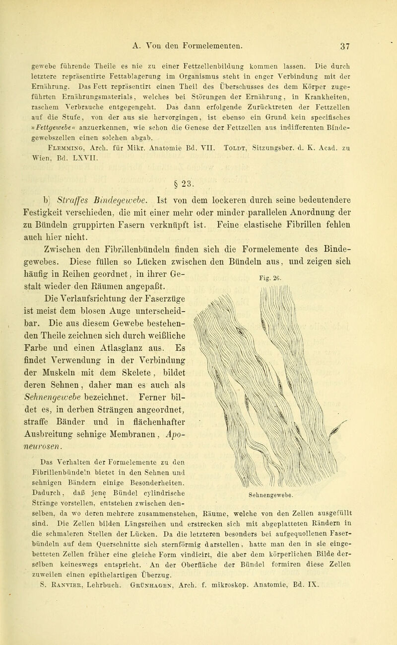 gewebe führende Theile es nie zu einer Fettzellenbildung kommen lassen. Die durch letztere repräsentirte Fettablagerung im Organismus steht in enger Verbindung mit der Ernährung. Das Fett repräsentirt einen Theil des Überschusses des dem Körper zuger führten Ernährungsmaterials, -welches bei Störungen der Ernährung, in Krankheiten, raschem Verbrauche entgegengeht. Das dann erfolgende Zurücktreten der Fettzellen auf die Stufe, von der aus sie hervorgingen, ist ebenso ein Grund kein specifisches ^^Fettgewebe« anzuerkennen, wie schon die Genese der Fettzellen aus indifferenten Binde- gewebszellen einen solchen abgab. Flemmixg, Arch. für Mikr. Anatomie Bd. VII. Toldt, Sitzungsber. d. K. Acad. zu Wien. Bd. LXVII. Fig. 2G. §23. b) Straffes Bindegewebe. Ist von dem lockeren durch seine bedeutendere Festigkeit verschieden, die mit einer mehr oder minder parallelen Anordnung der zu Bündeln gruppirten Fasern verknüpft ist. Feine elastische Fibrillen fehlen auch hier nicht. Zwischen den Fibrillenbündeln finden sich die Formelemente des Binde- gewebes. Diese füllen so Lücken zwischen den Bündeln aus, und zeigen sich häufig in Reihen geordnet, in ihrer Ge- stalt wieder den Räumen angepaßt. Die Verlaufsrichtung der Faserztige ist meist dem blosen Auge unterscheid- bar. Die aus diesem Gewebe bestehen- den Theile zeichnen sich durch weißliche Farbe und einen Atlasglanz aus. Es findet Verwendung in der Verbindung der Muskeln mit dem Skelete, bildet deren Sehnen, daher man es auch als Sehnengewebe bezeichnet. Ferner bil- det es, in derben Strängen angeordnet, strafi'e Bänder und in flächenhafter Ausbreitung sehnige Membranen , Apo- neurosen. Das Verhalten der Formelemente zu den Fibrillenbündeln bietet in den Sehnen und sehnigen Bändern einige Besonderheiten. Dadurch, daß jene Bündel cylindrische Stränge vorstellen, entstehen zwischen den- selben, da wo deren mehrere zusammenstehen, Räume, welche von den Zellen ausgefüllt sind. Die Zellen bilden Längsreihen und erstrecken sich mit abgeplatteten Rändern in die schmaleren Stellen der Lücken. Da die letzteren besonders bei aufgequollenen Faser- bündeln auf dem Querschnitte sich sternförmig darstellen, hatte man den in sie einge- betteten Zellen früher eine gleiche Form vindicirt, die aber dem körperlichen Bilde der- selben keineswegs entspricht. An der Oberfläche der Bündel formiren diese Zellen zuweilen einen epithelartigen Überzug. S. Ranvier, Lehrbuch. Geünhagen, Arch. f. mikroskop. Anatomie, Bd. IX. Sehnengewebe. #^